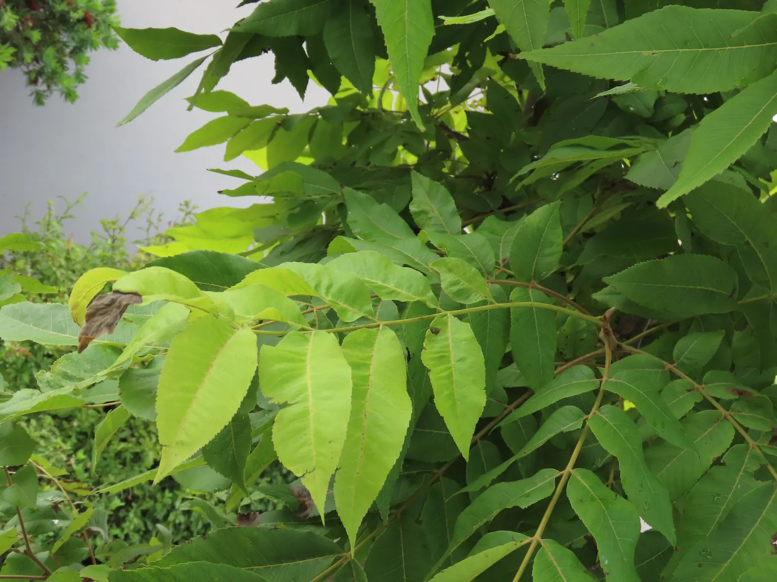 Pecan (Carya illinoinensis) — It is characterized by a sturdy trunk that can span 2 to 4 feet in diameter, image 38