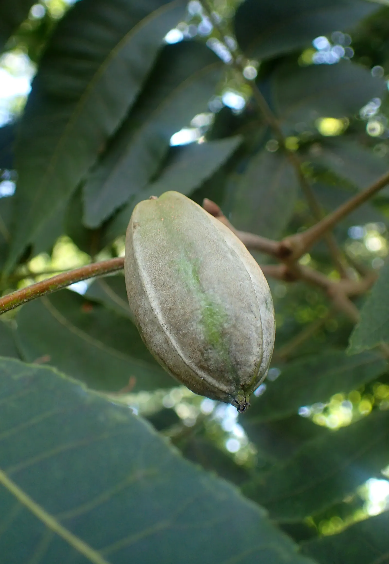 Pecan (Carya illinoinensis) — tree for full or half