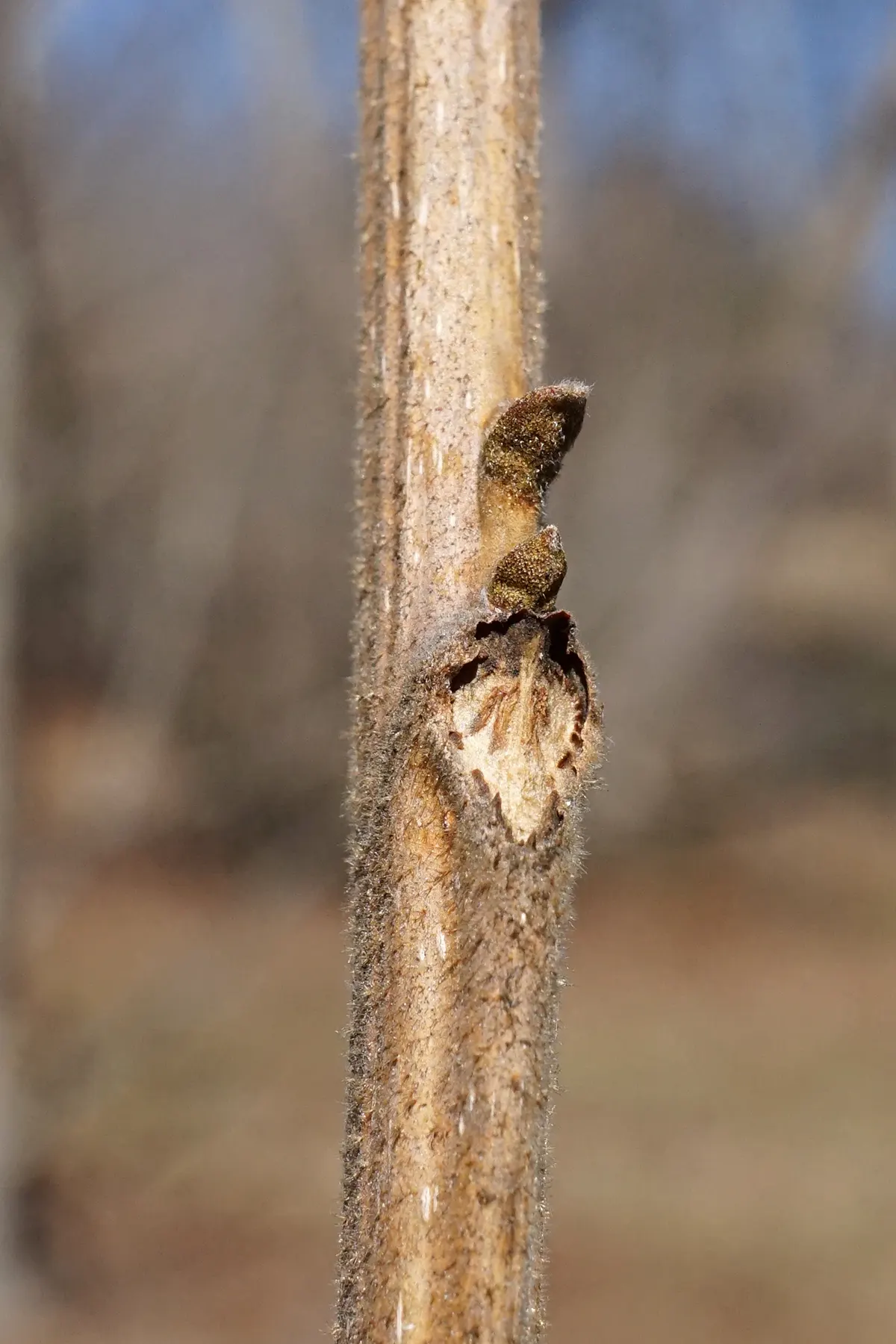 Pecan (Carya illinoinensis) — is a robust deciduous species reaching heights of 70-100 feet; the Pecan tree can reach impressive heights ranging, image 52