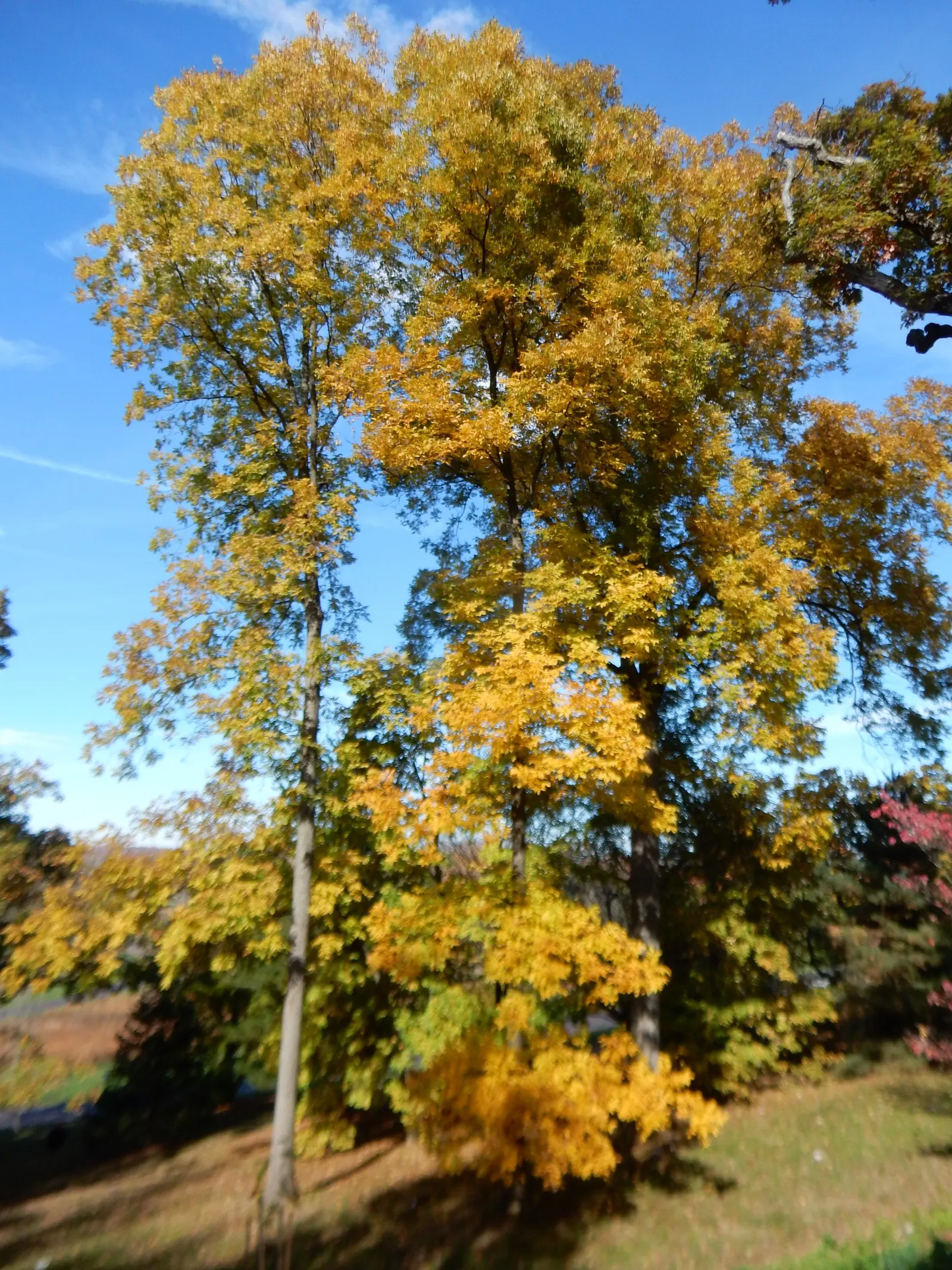 Pecan (Carya illinoinensis) — protein-rich nuts but also as an impressive feature for large open spaces