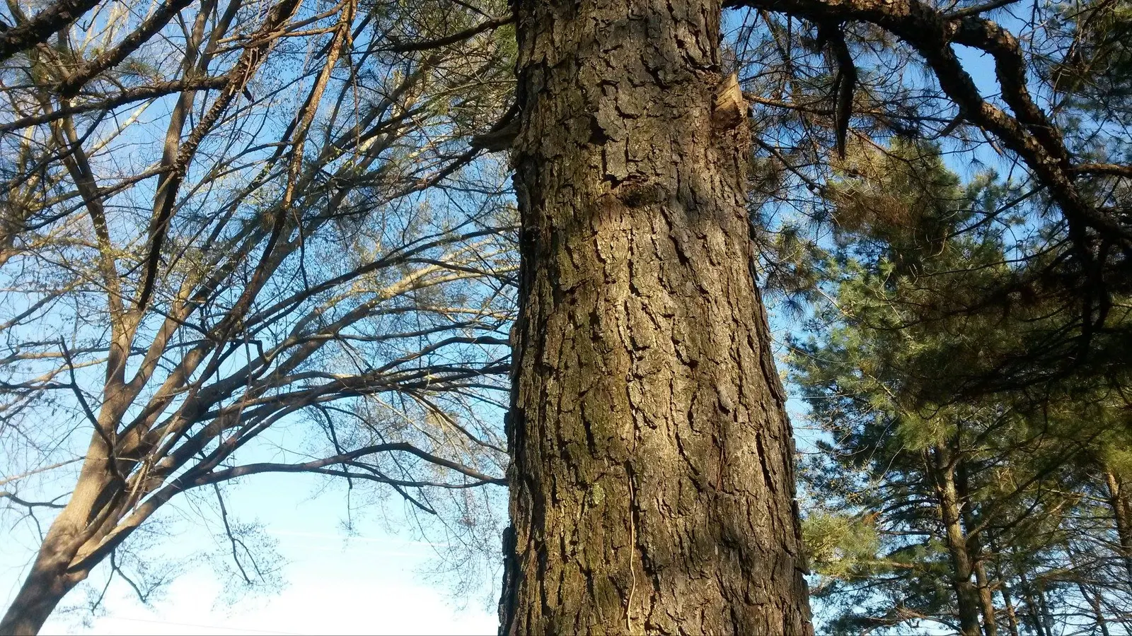 Pecan (Carya illinoinensis) — is a robust deciduous species reaching heights of 70-100 feet