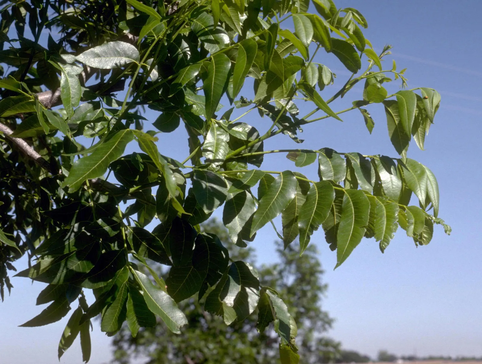 Pecan (Carya illinoinensis) — the Pecan serves not only as a source of delicious