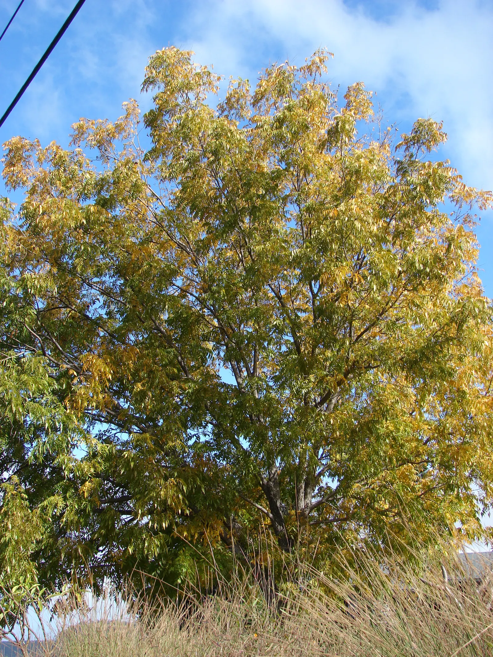 Pecan (Carya illinoinensis) — which provides ample shade; originating from the central and southern regions of the United States