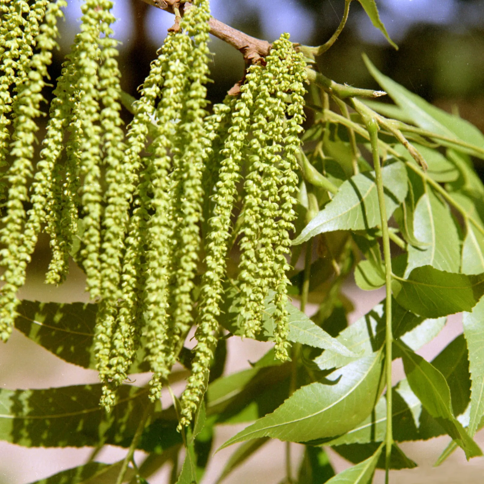 Pecan (Carya illinoinensis) — Known for its spreading canopy and deep furrowed bark, this tree thrives in Zones 6-9 and requires full sun; the Pecan serves not