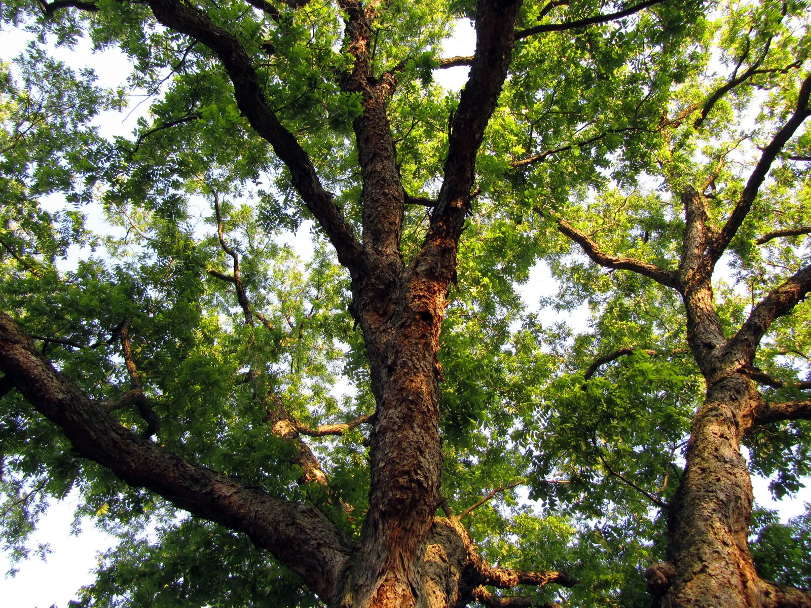 Pecan (Carya illinoinensis) — Each leaflet measures about 4 to 8 inches long.<br><br>This stately tree demands ample space to flourish
