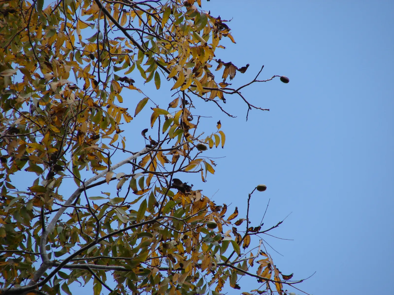 Pecan (Carya illinoinensis) — Pecans thrive in Hardiness Zones 5 through 9, preferring deep, well-drained soil with a pH range of 6.0 to 6.5; which provides