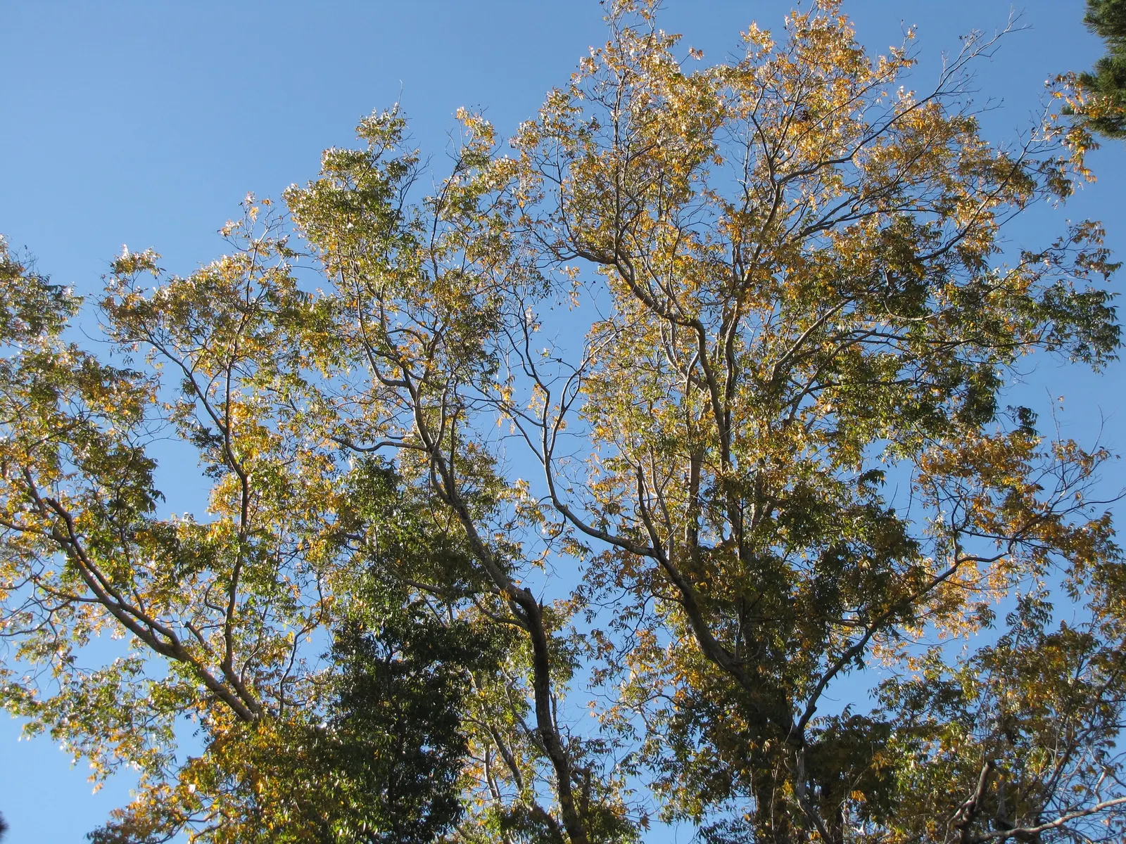 Pecan (Carya illinoinensis) — Patience is rewarded in late autumn when the tree yields its bountiful crop