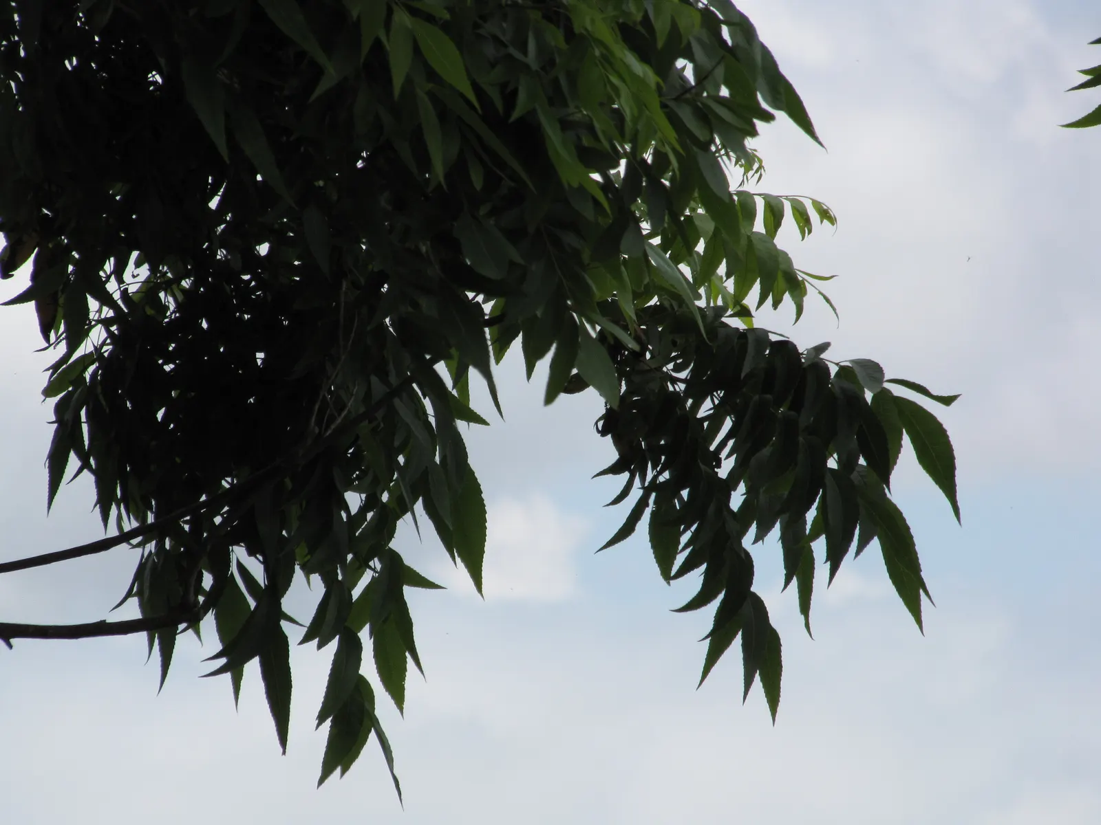 Pecan (Carya illinoinensis) — Each leaflet measures about 4 to 8 inches long.<br><br>This stately tree demands ample space to flourish; is a robust deciduous