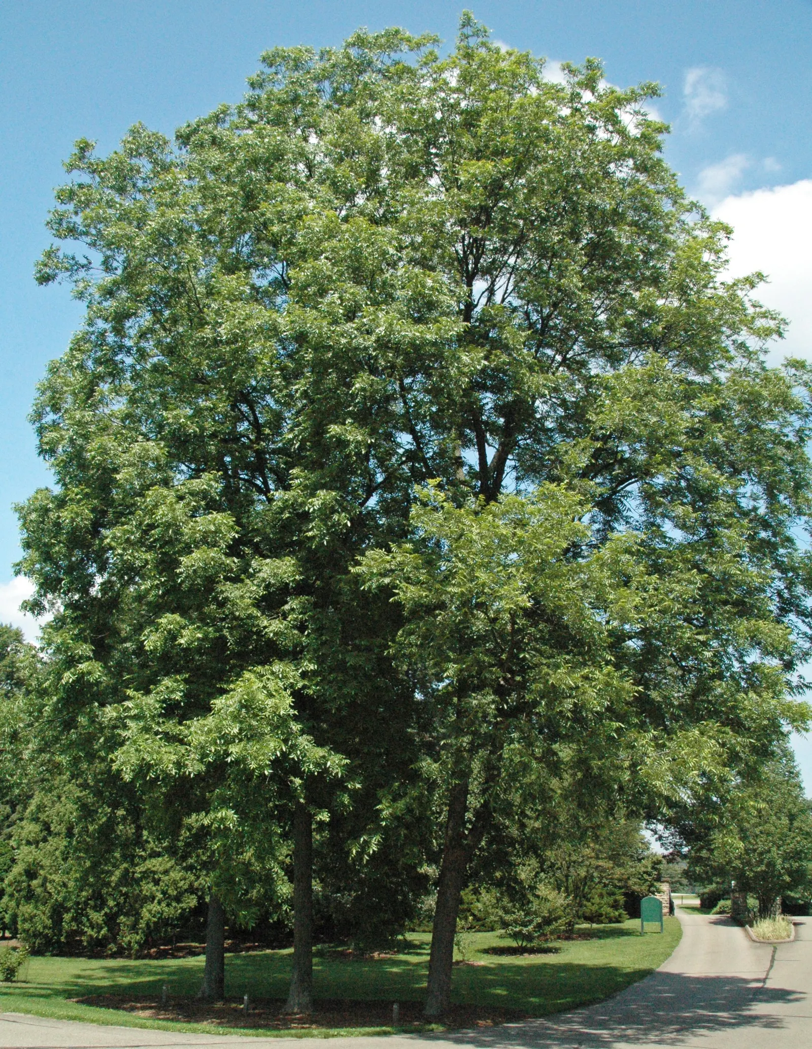Pecan (Carya illinoinensis) — It is characterized by a sturdy trunk that can span 2 to 4 feet in diameter, image 63