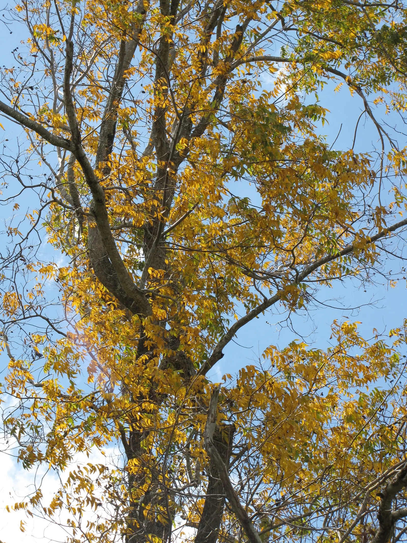 Pecan (Carya illinoinensis) — which provides ample shade