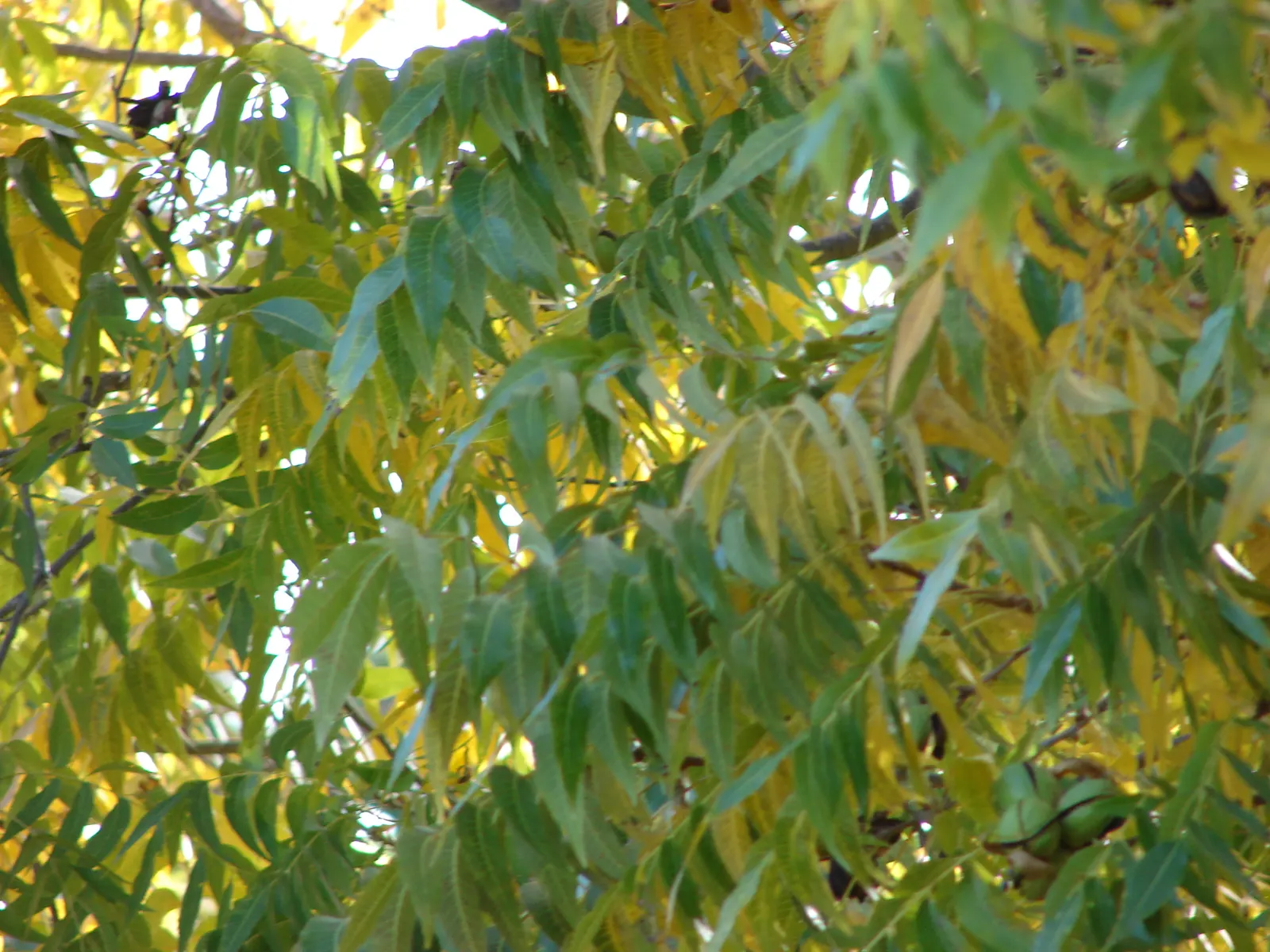 Pecan (Carya illinoinensis) — Known for its spreading canopy and deep furrowed bark, this tree thrives in Zones 6-9 and requires full sun; the, image 53
