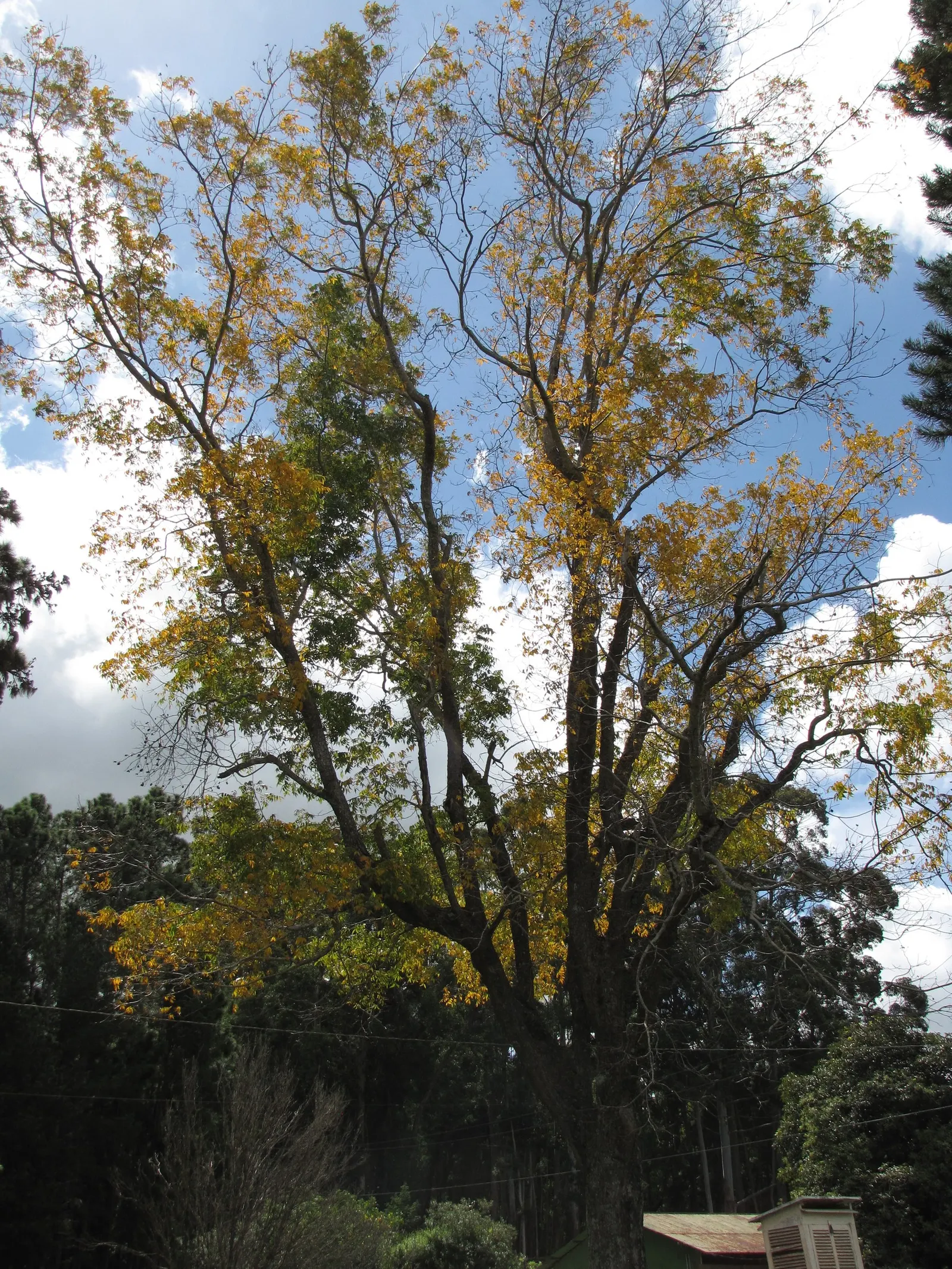 Pecan (Carya illinoinensis) — They require full sunlight for optimal growth and nut production.<br><br>In the landscape