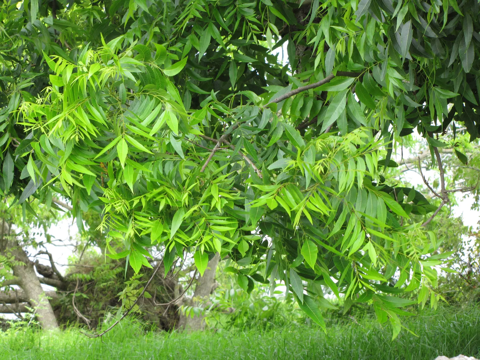 Pecan (Carya illinoinensis) — Ideal for large landscapes seeking a stately shade provider; supporting a widespread crown of dark green, image 56