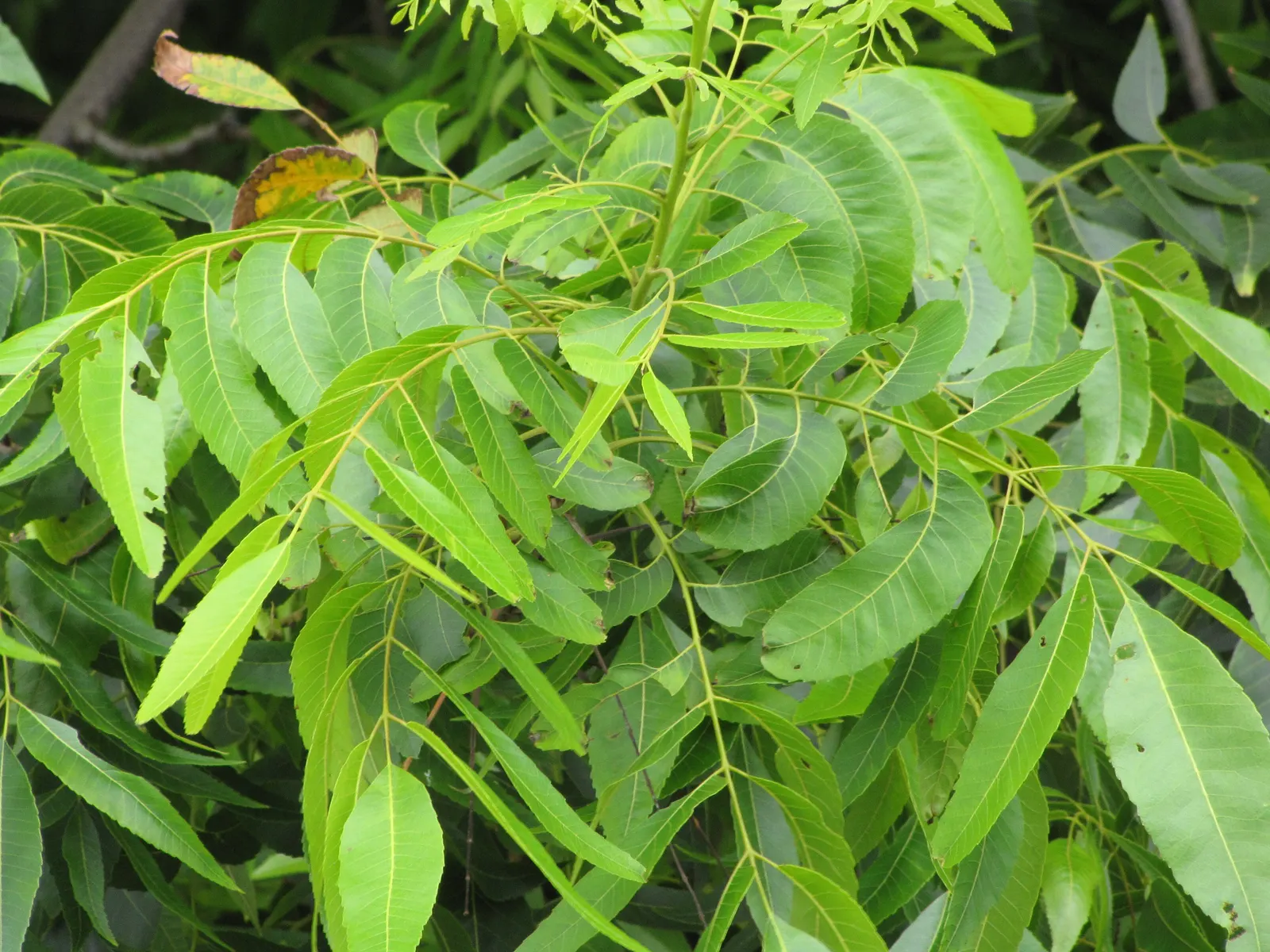 Pecan (Carya illinoinensis) — protein-rich nuts but also as an impressive feature for large open spaces; consider ample space for root development and nut drop