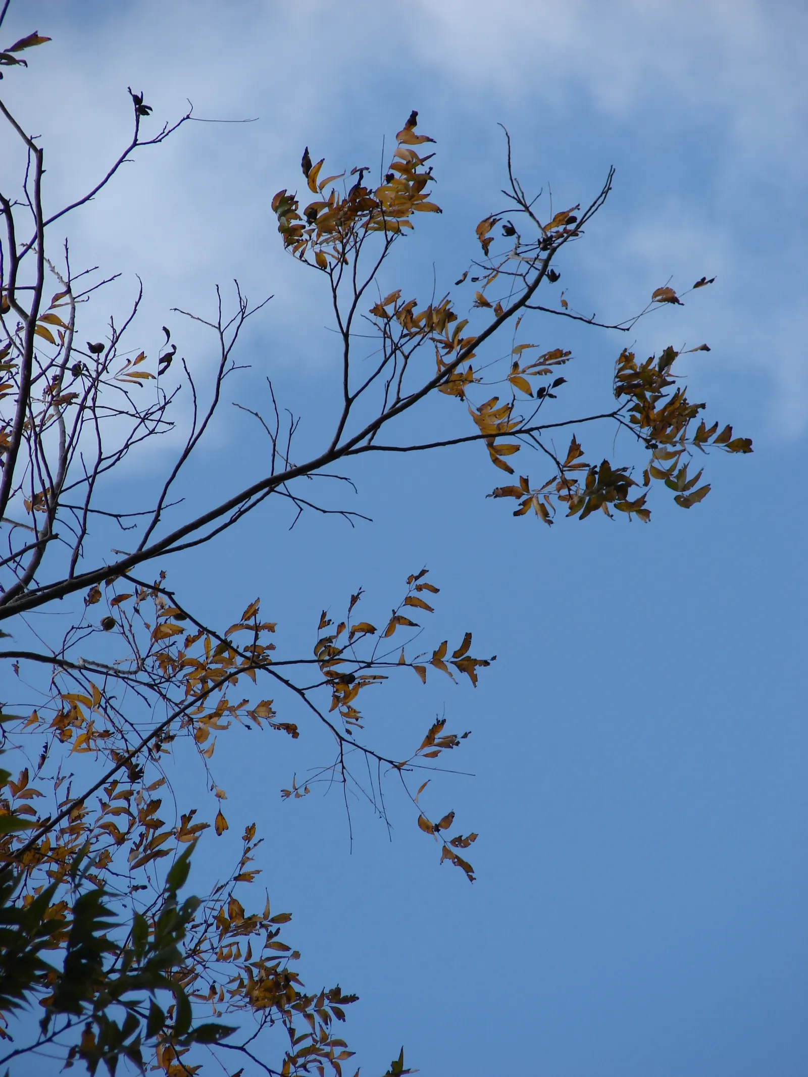 Pecan (Carya illinoinensis) — Patience is rewarded in late autumn when the tree yields its bountiful crop; protein-rich nuts but also as an impressive feature
