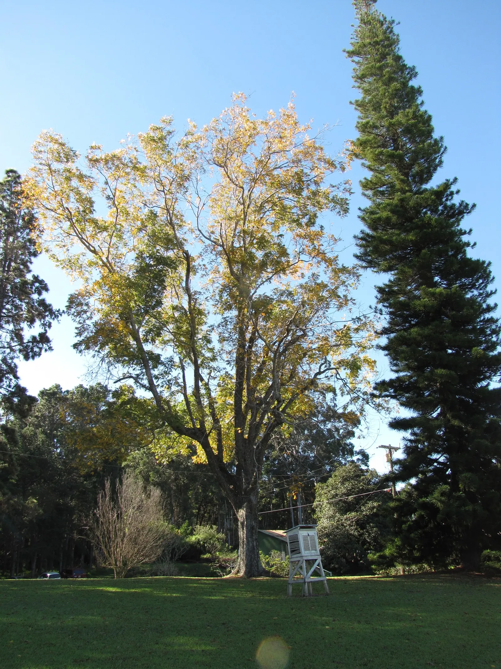 Pecan (Carya illinoinensis) — commonly known as the Pecan tree