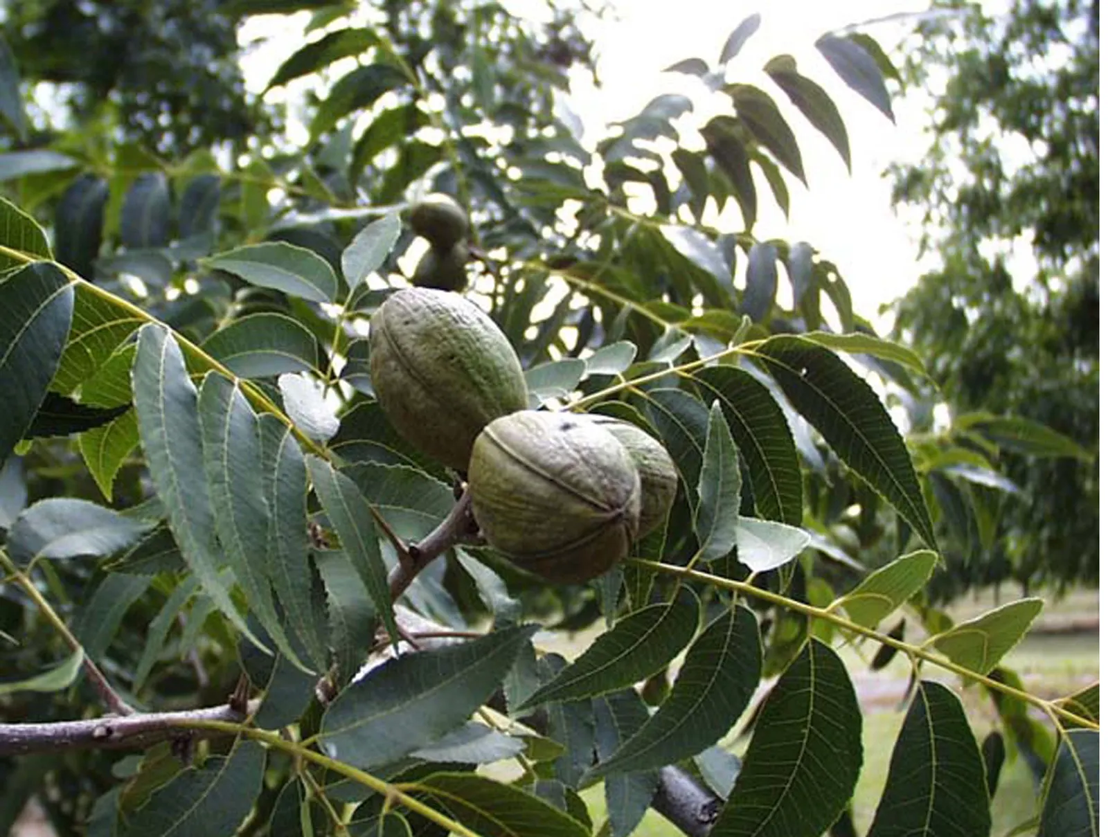 Pecan (Carya illinoinensis) — Originating from the central and southern regions of the United States
