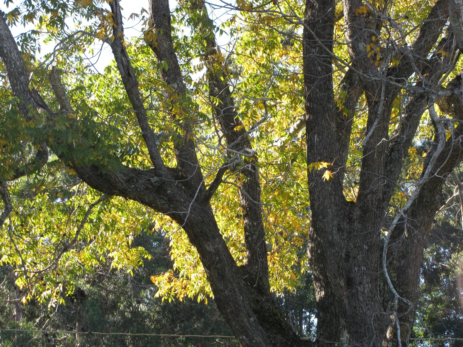 Pecan (Carya illinoinensis) — As a culturally significant and economically valuable species