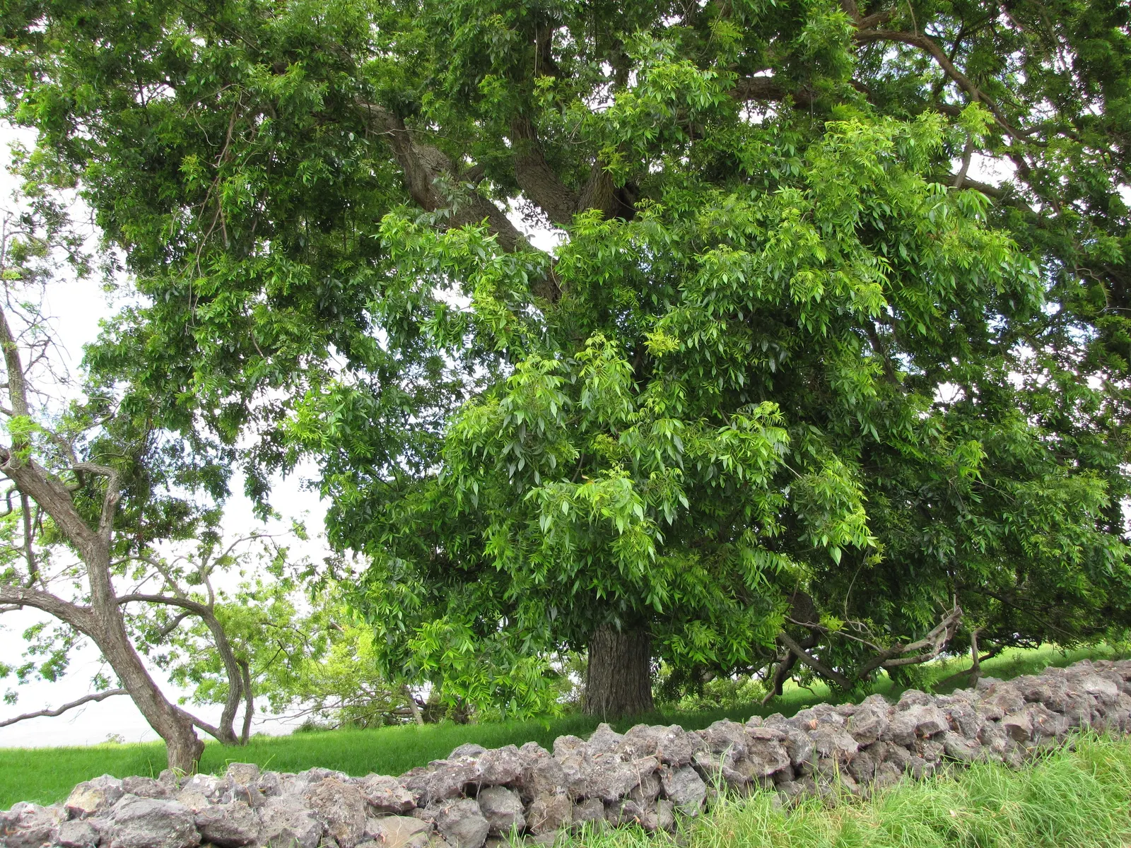 Pecan (Carya illinoinensis) — the Pecan tree stands as a proud emblem of the natural richness of the landscapes it graces; each leaflet measures about 4 to 8