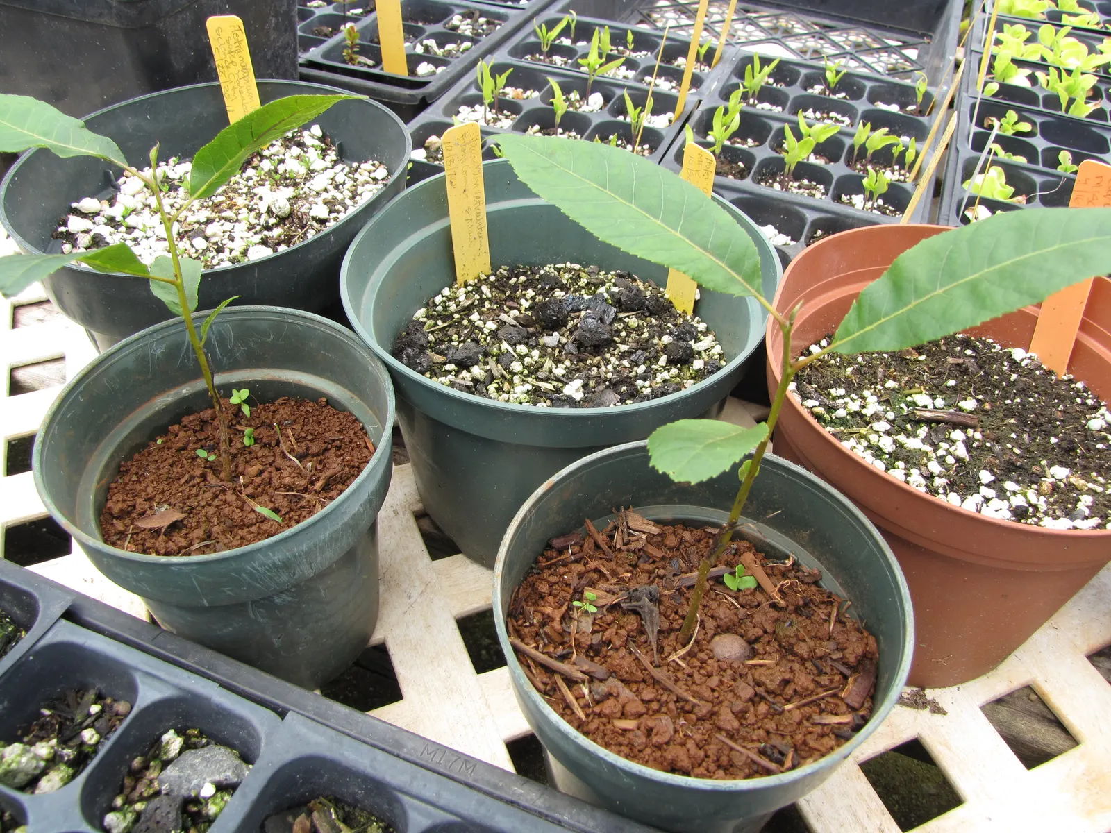 Pecan (Carya illinoinensis) — scientifically known as Carya illinoinensis