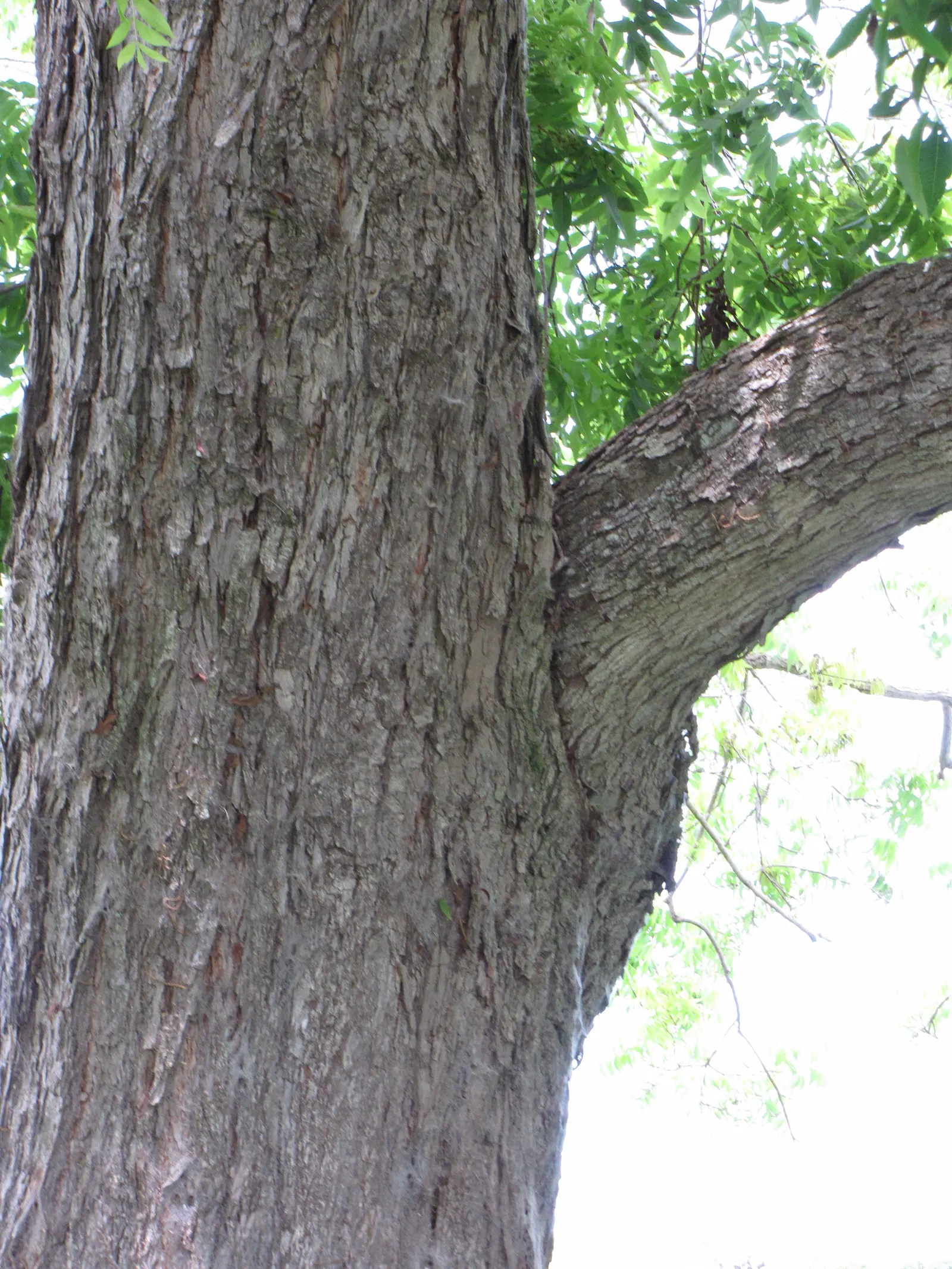 Pecan (Carya illinoinensis) — which provides ample shade; originating from the central and southern regions of the United States, image 59