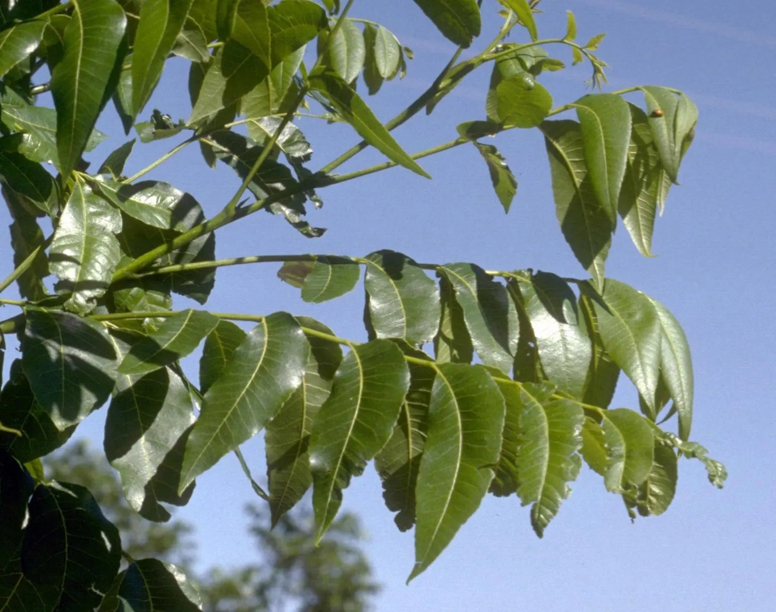 Pecan (Carya illinoinensis) — the Pecan tree can reach impressive heights ranging from 70 to 100 feet; the Pecan tree stands as a proud emblem of the natural