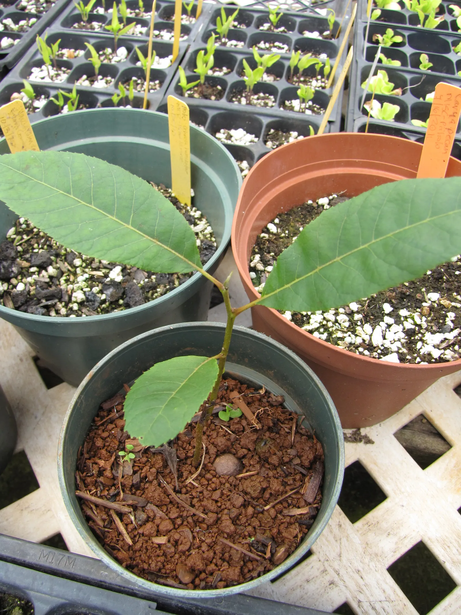 Pecan (Carya illinoinensis) — scientifically known as Carya illinoinensis; patience is rewarded in late autumn when the tree yields its bountiful, image 57