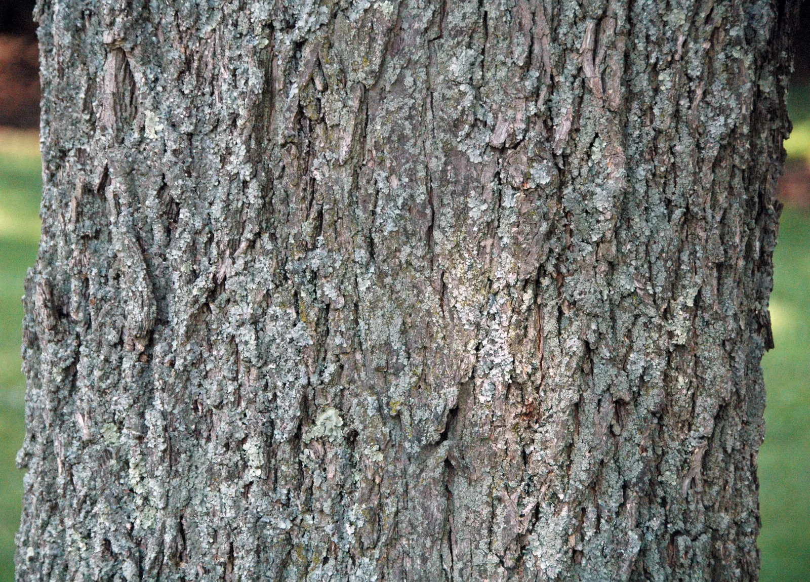 Pecan (Carya illinoinensis) — Known for its spreading canopy and deep furrowed bark, this tree thrives in Zones 6-9 and requires full sun