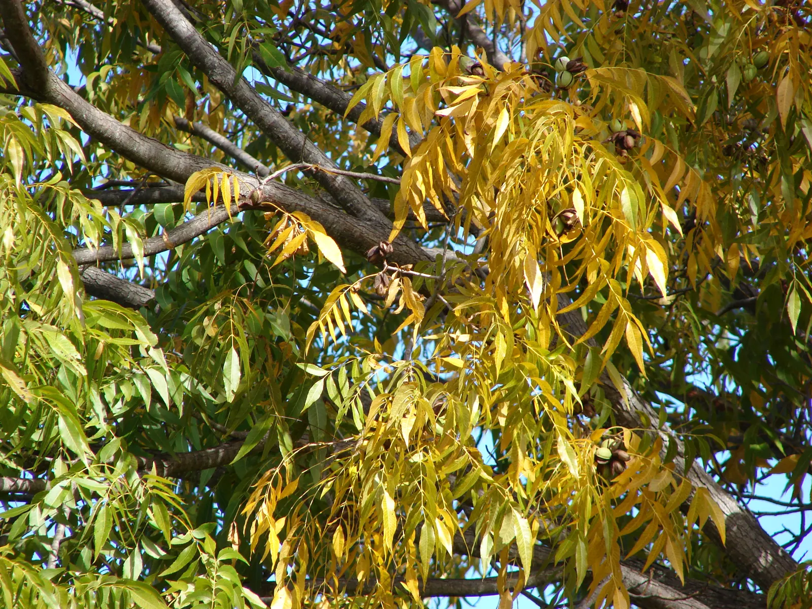 Pecan (Carya illinoinensis) — is a majestic deciduous tree noted for its valuable harvest of edible nuts and its expansive canopy; known for its, image 58