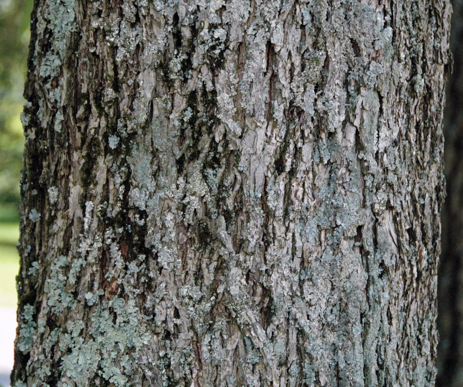 Pecan (Carya illinoinensis) — the Pecan tree stands as a proud emblem of the natural richness of the landscapes it graces