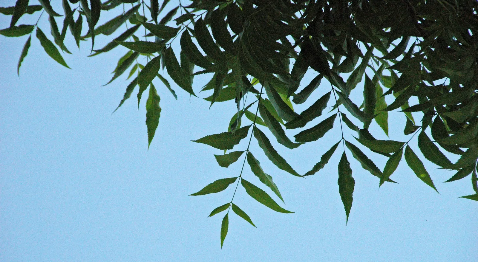 Pecan (Carya illinoinensis) — It produces edible nuts cherished for culinary use, with a harvest time in the fall