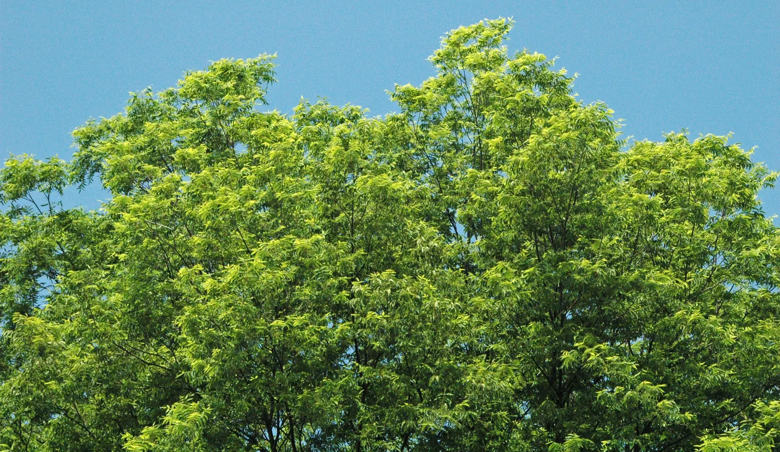 Pecan (Carya illinoinensis) — It is characterized by a sturdy trunk that can span 2 to 4 feet in diameter