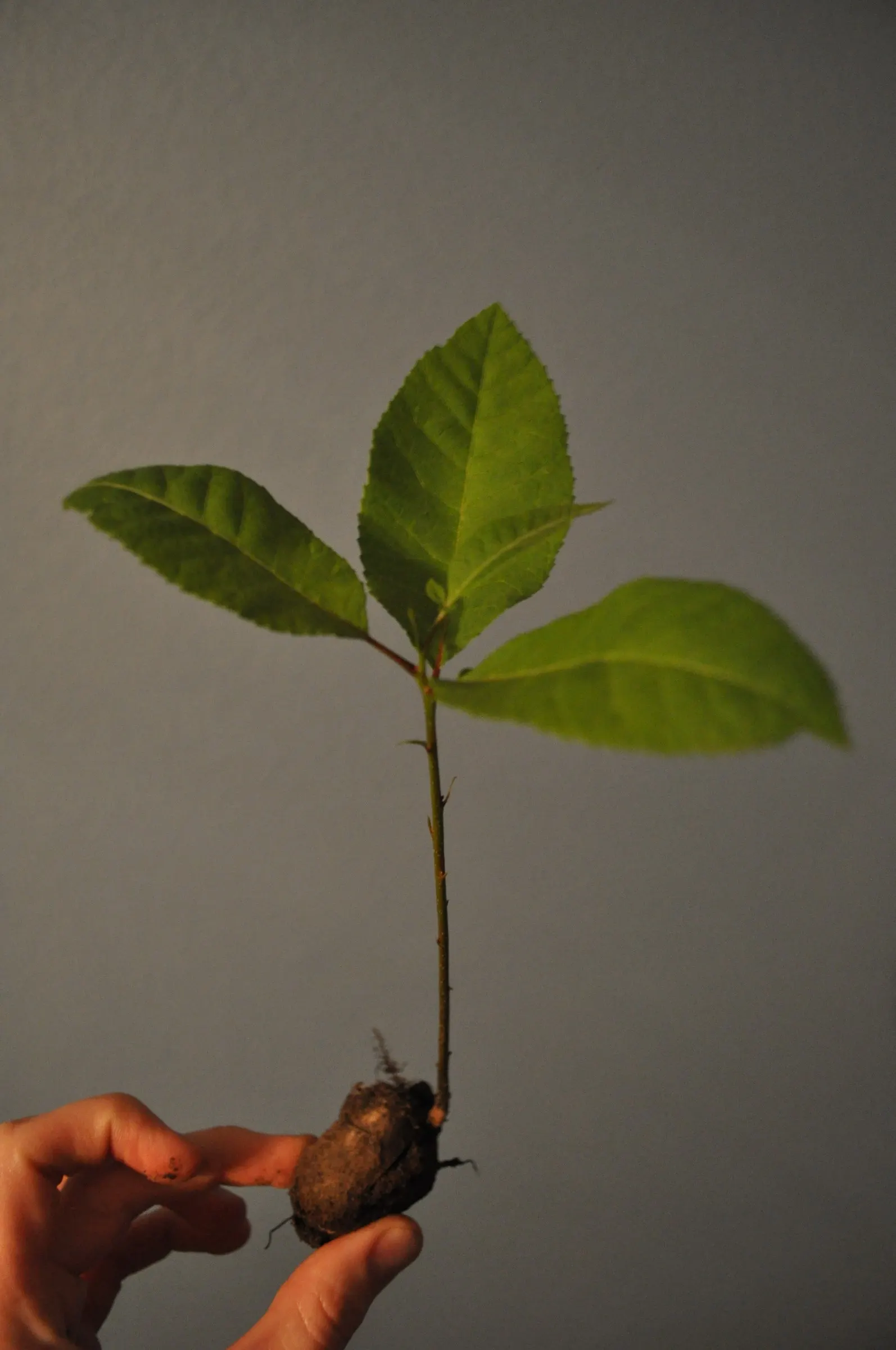 Pecan (Carya illinoinensis) — It produces edible nuts cherished for culinary use, with a harvest time in the fall; tree for full or half, image 54