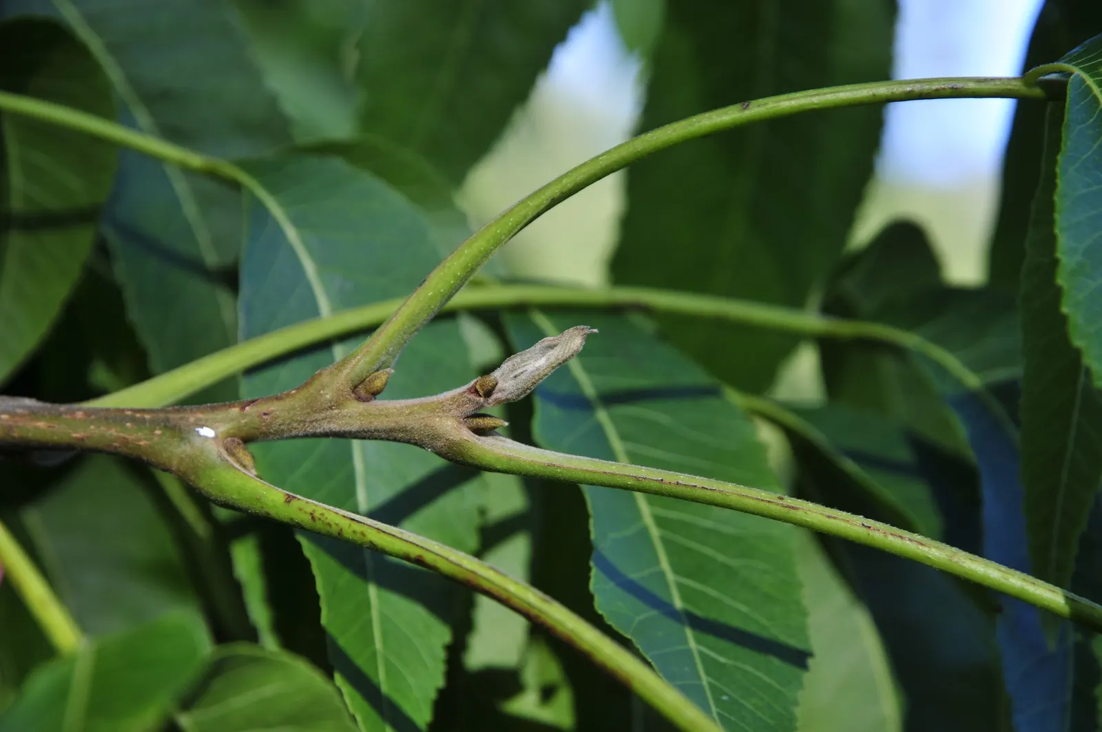 Pecan (Carya illinoinensis) — is a majestic deciduous tree noted for its valuable harvest of edible nuts and its expansive canopy; known for its spreading