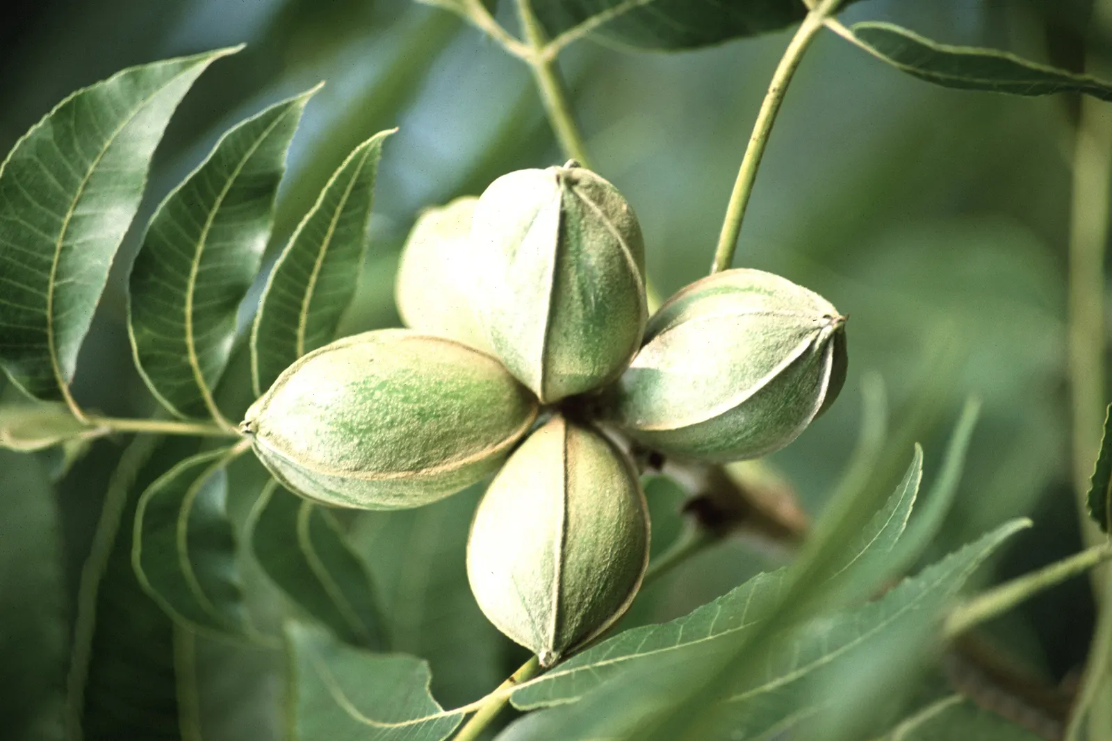 Pecan (Carya illinoinensis) — the Pecan serves not only as a source of delicious; as a culturally significant and economically valuable species