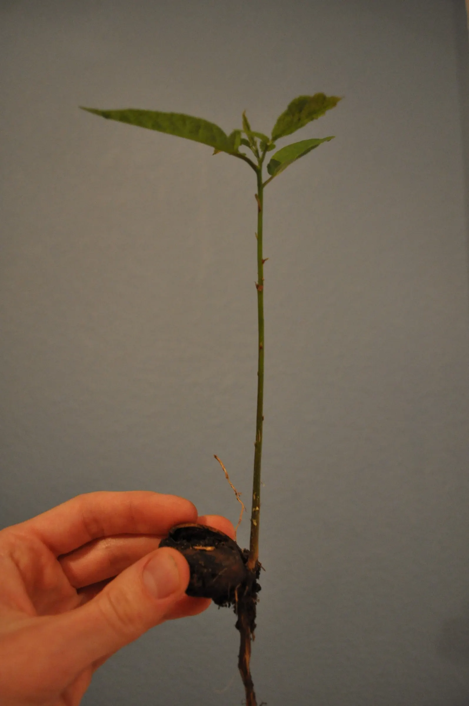 Pecan (Carya illinoinensis) — As a culturally significant and economically valuable species; is a majestic deciduous tree noted for its valuable harvest of