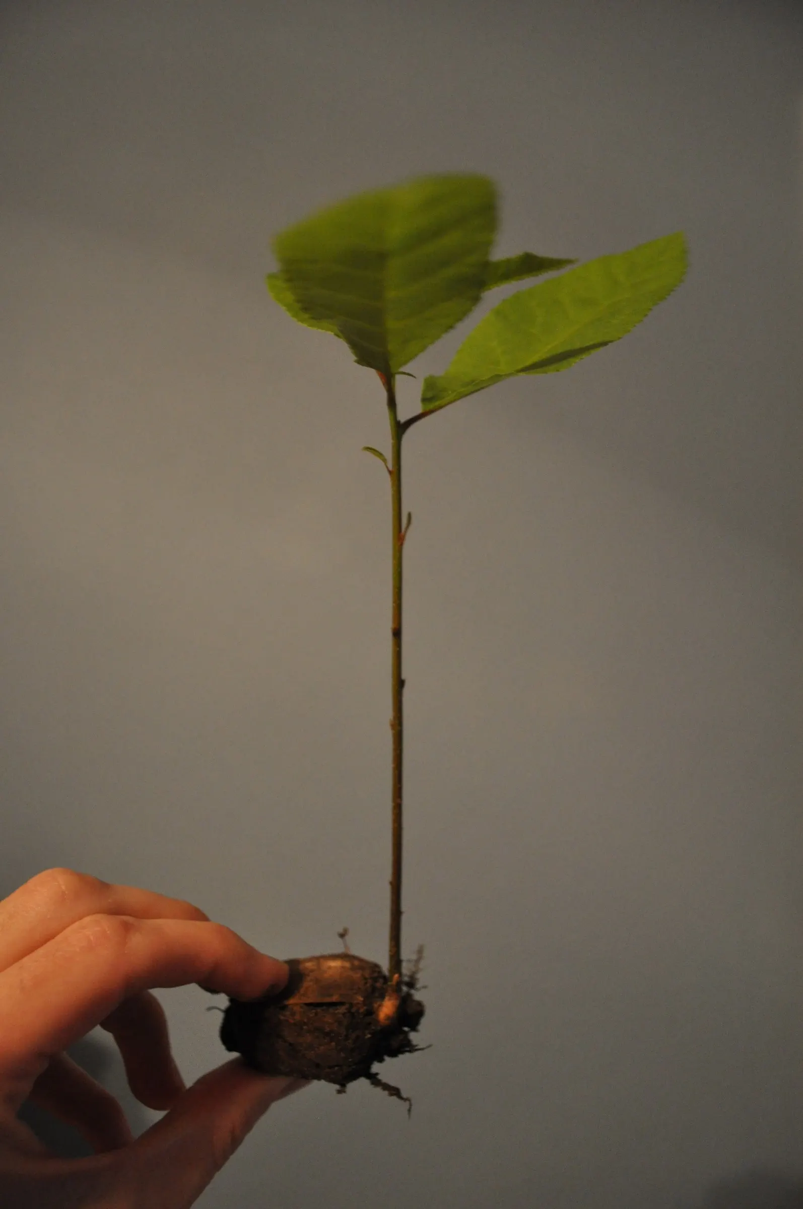 Pecan (Carya illinoinensis) — is a robust deciduous species reaching heights of 70-100 feet; the Pecan tree can reach impressive heights ranging from 70 to 100