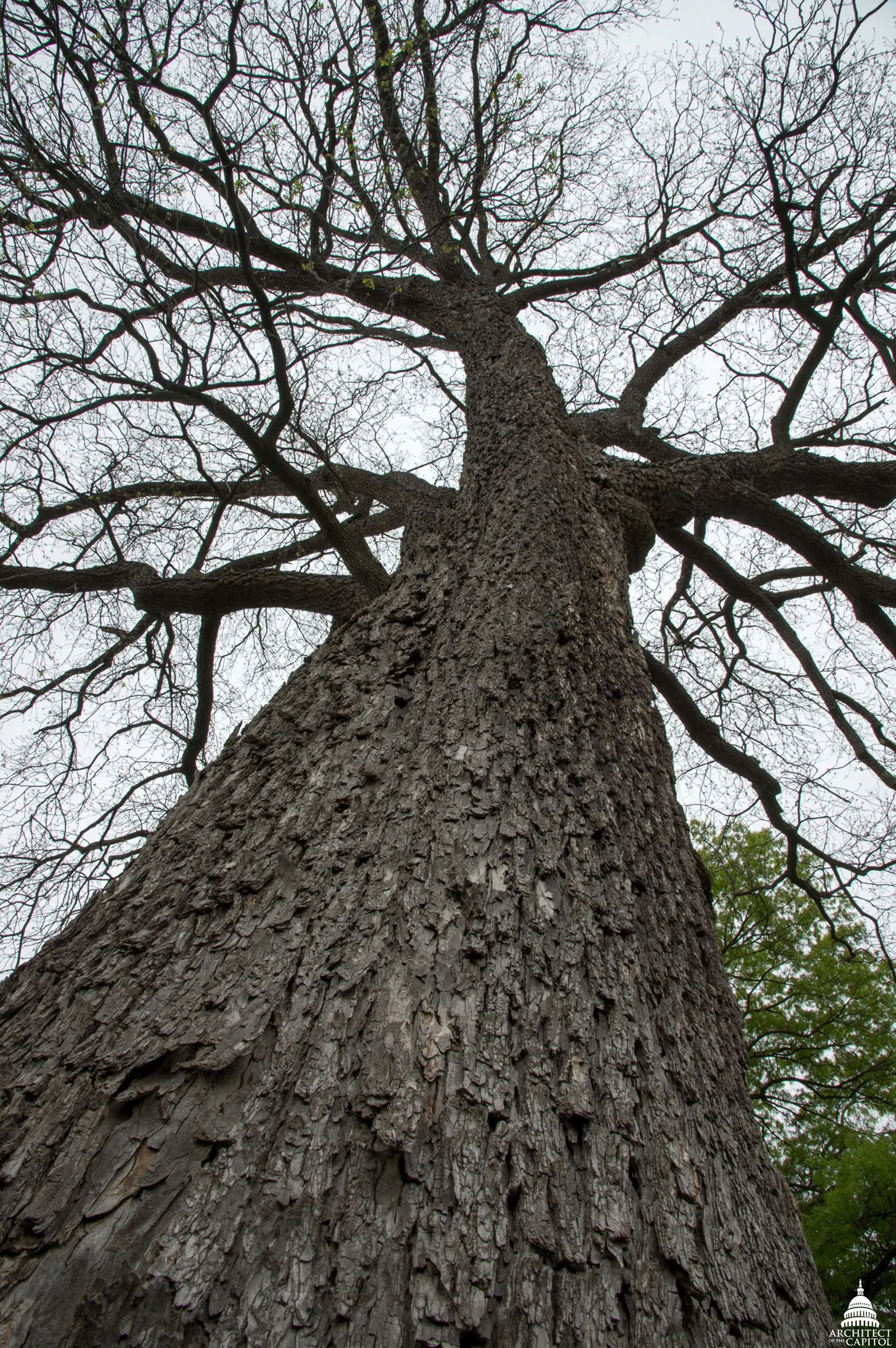 Pecan (Carya illinoinensis) — is a majestic deciduous tree noted for its valuable harvest of edible nuts and its expansive canopy