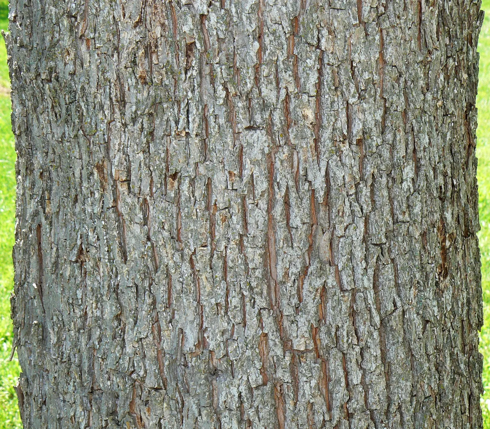 Pecan (Carya illinoinensis) — with some specimens stretching upwards to 130 feet; ideal for large landscapes seeking a stately shade provider, image 62