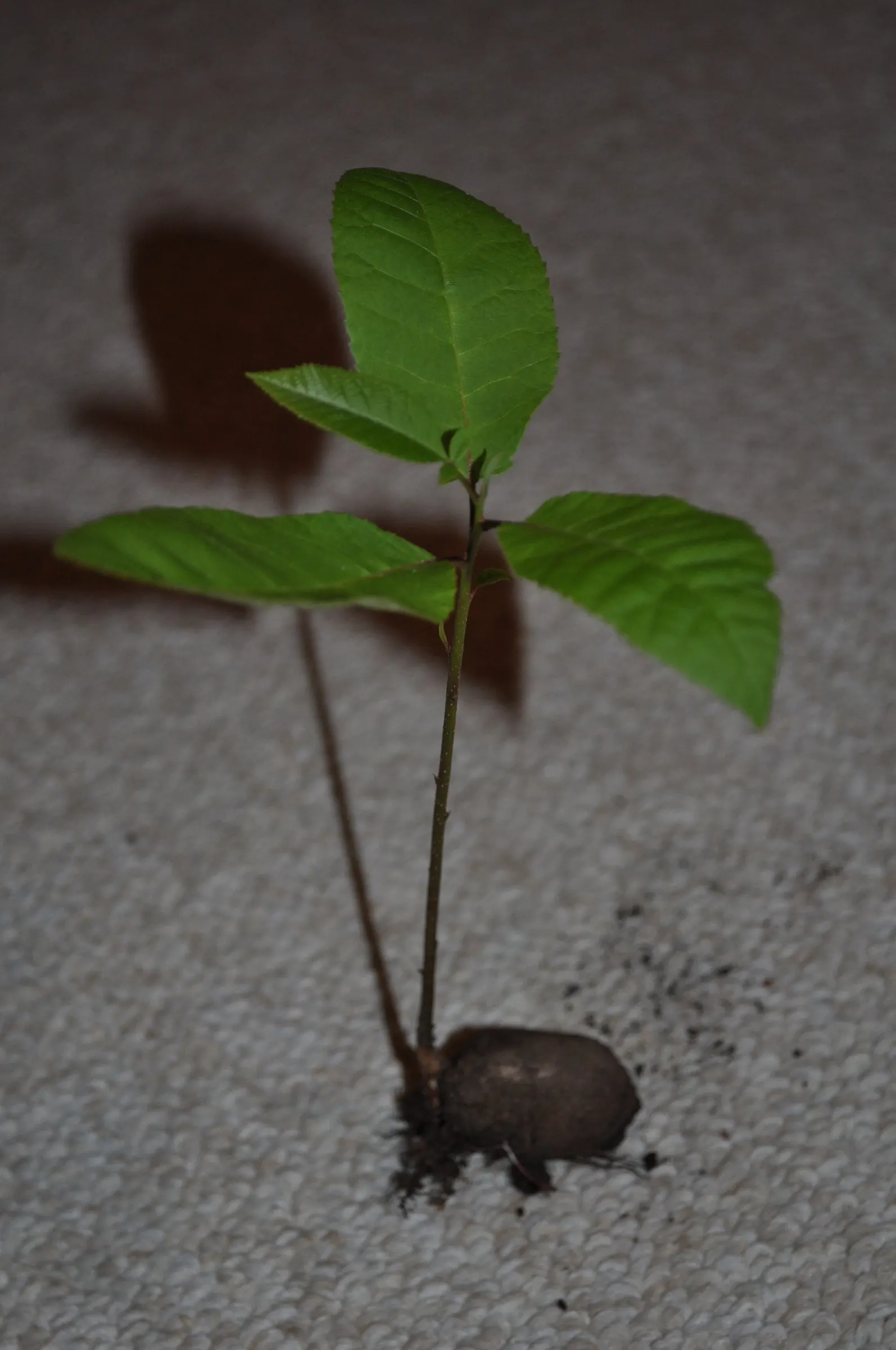 Pecan (Carya illinoinensis) — with some specimens stretching upwards to 130 feet; ideal for large landscapes seeking a stately shade provider