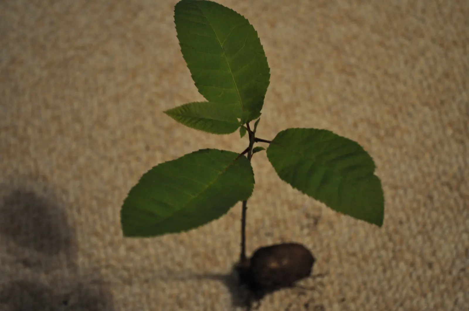 Pecan (Carya illinoinensis) — commonly known as the Pecan tree; it produces edible nuts cherished for culinary use, with a harvest time in the fall, image 51