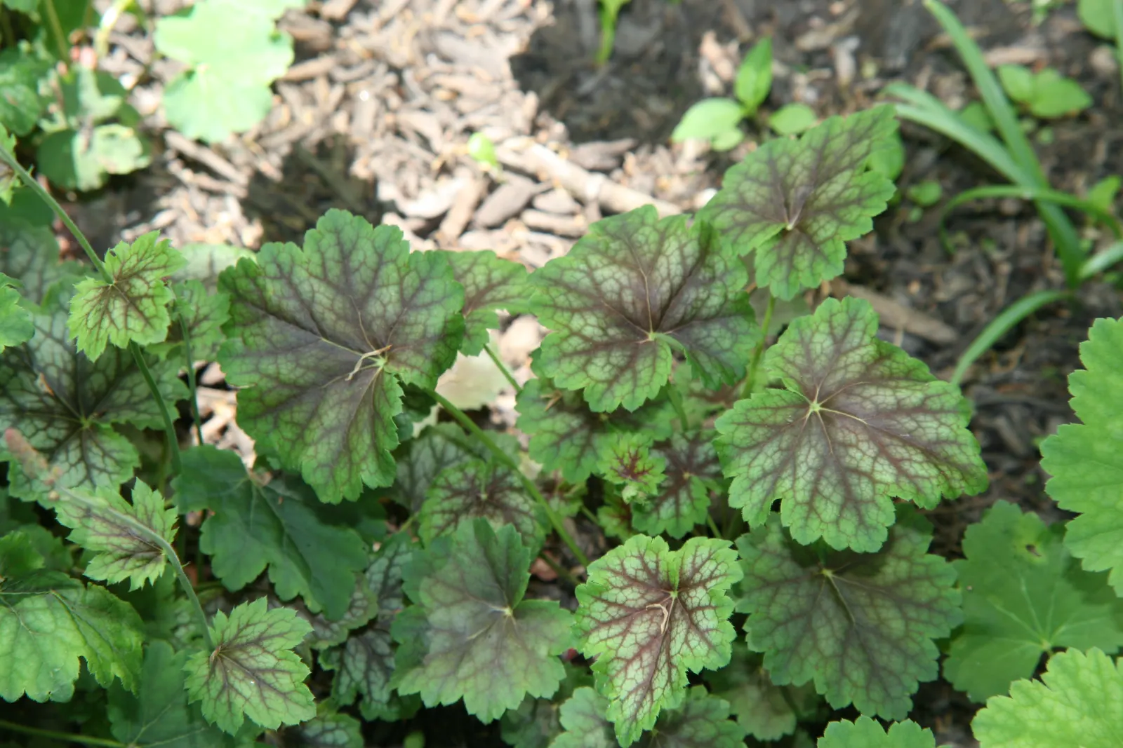 American Alumroot (Heuchera Americana) — Ideal for woodland gardens, it prefers well-drained soils and tolerates drought once established; in early summer