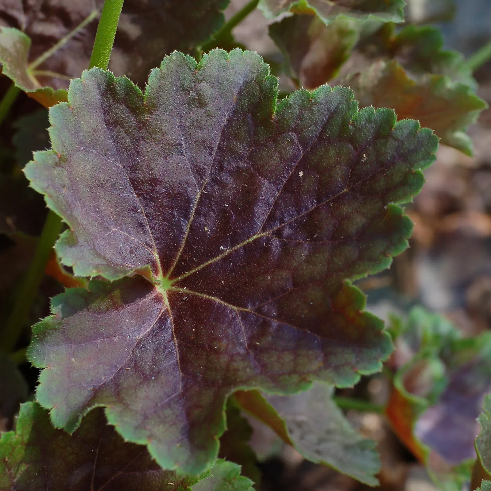 American Alumroot (Heuchera Americana) — the plant typically thrives across USDA zones 4 through 9