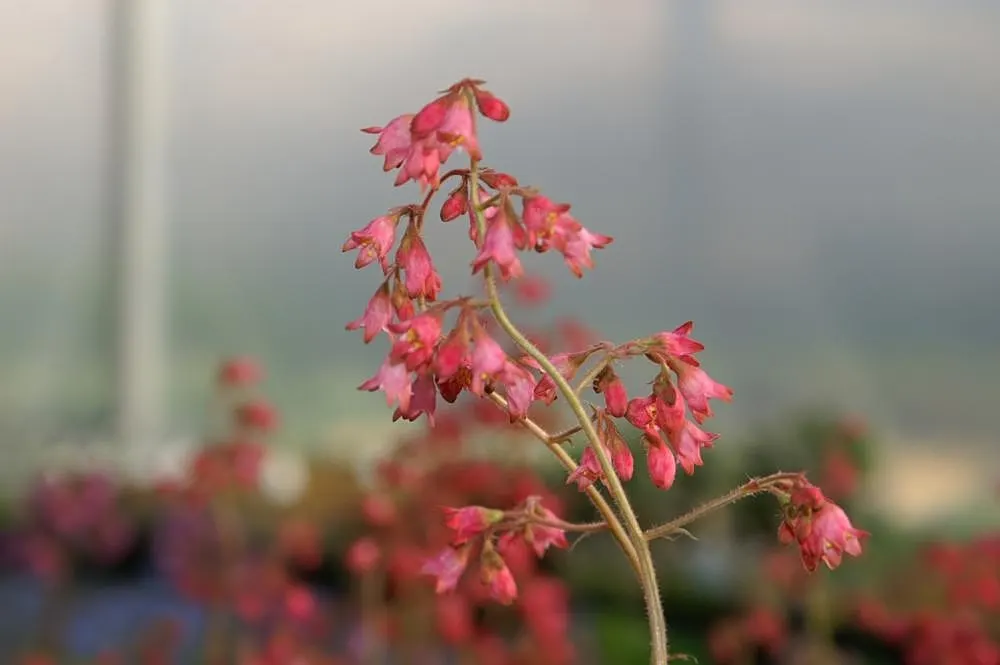 American Alumroot (Heuchera Americana) — presents itself as a charming