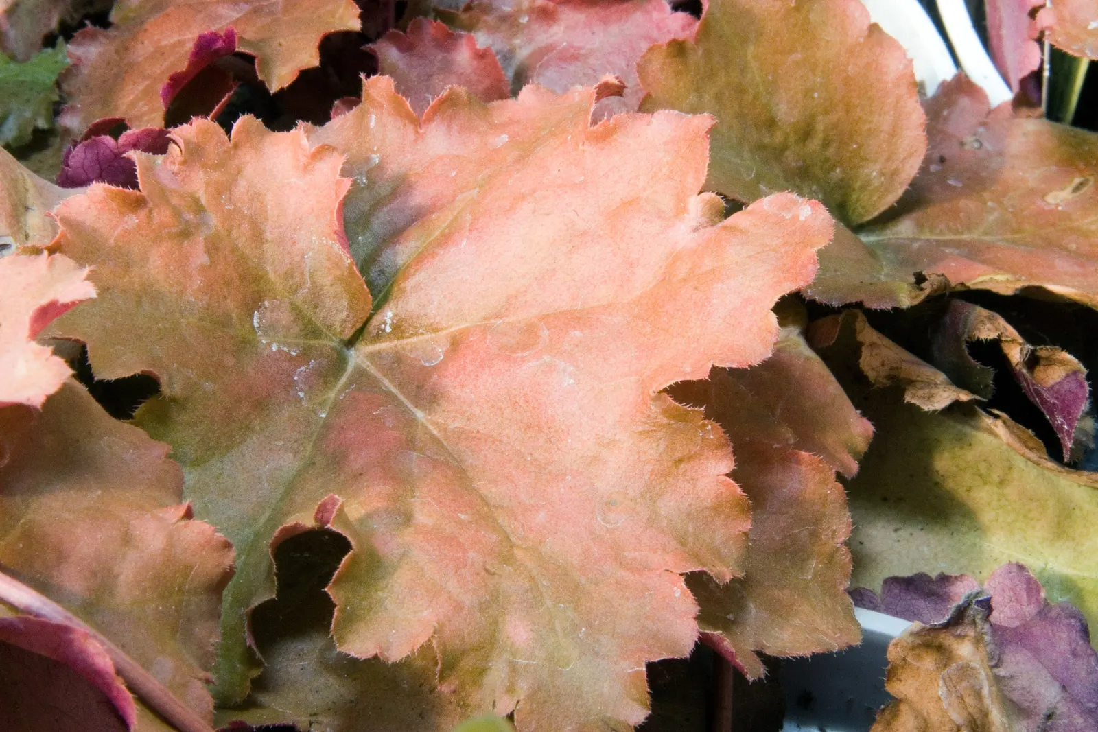 American Alumroot (Heuchera Americana) — green and white flowers in the garden