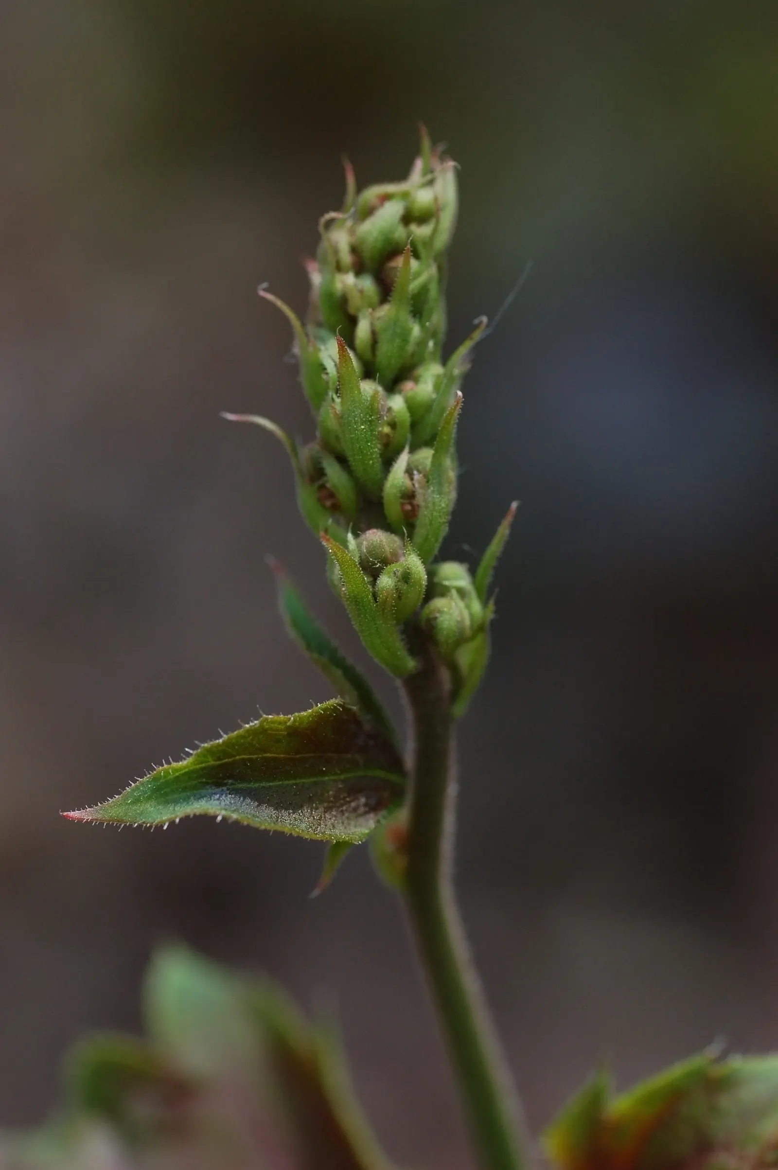 American Alumroot (Heuchera Americana) — It flourishes in well-draining soils
