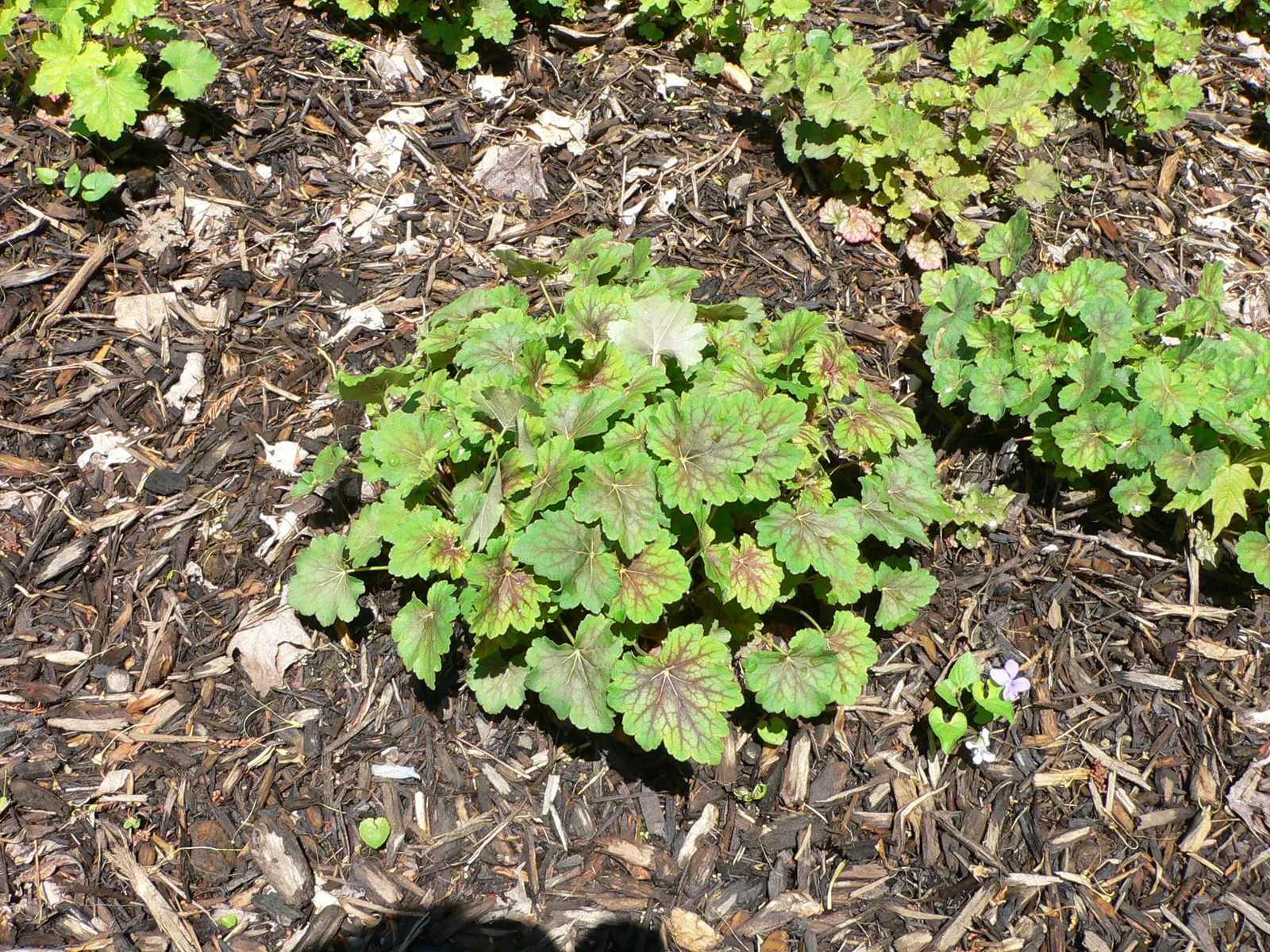 American Alumroot (Heuchera Americana) — with a compelling scalloped margin and exquisite veining