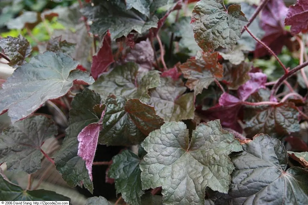 American Alumroot (Heuchera Americana) — and is generally unpalatable to deer