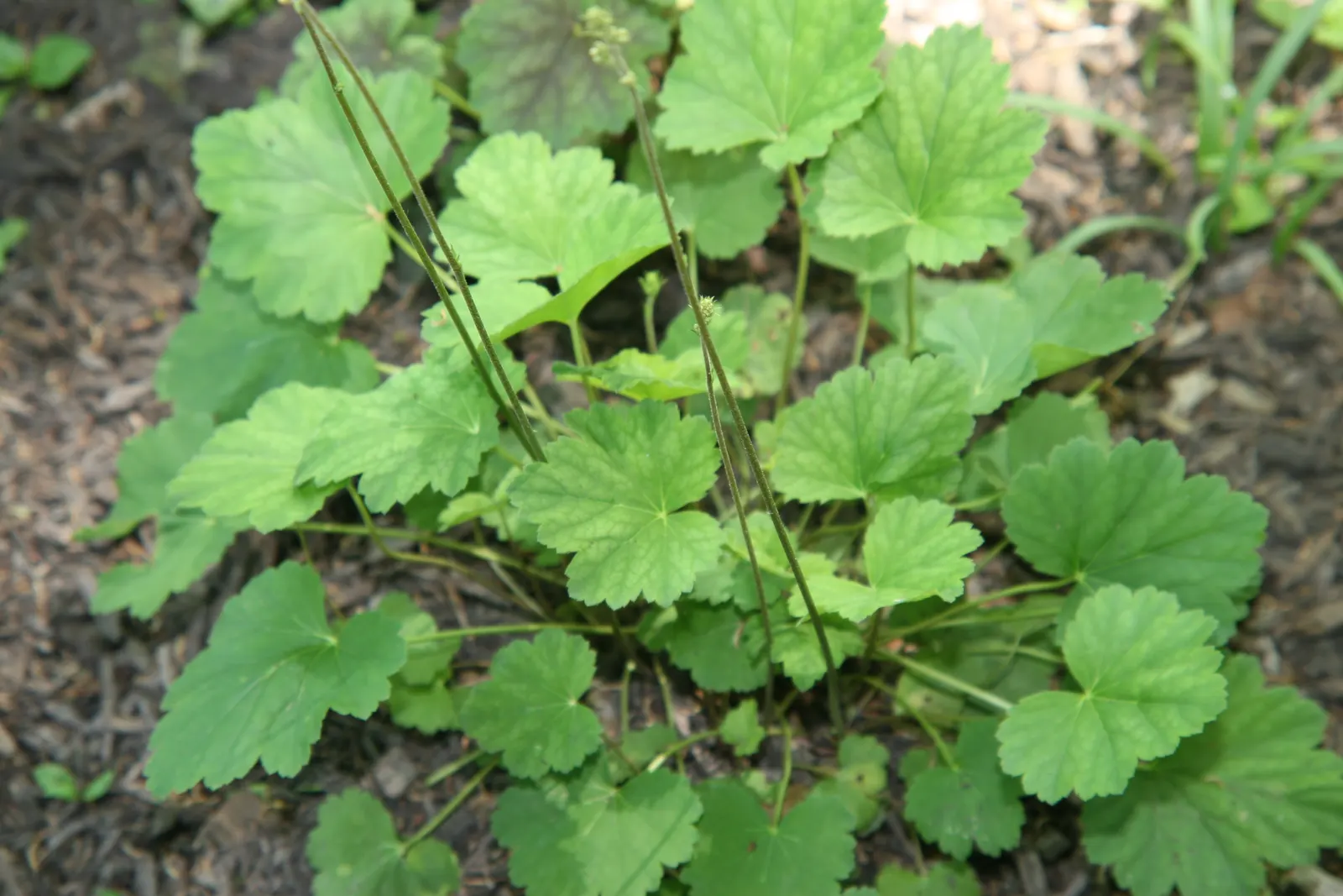 American Alumroot (Heuchera Americana) — ensuring enduring beauty in the designed landscape