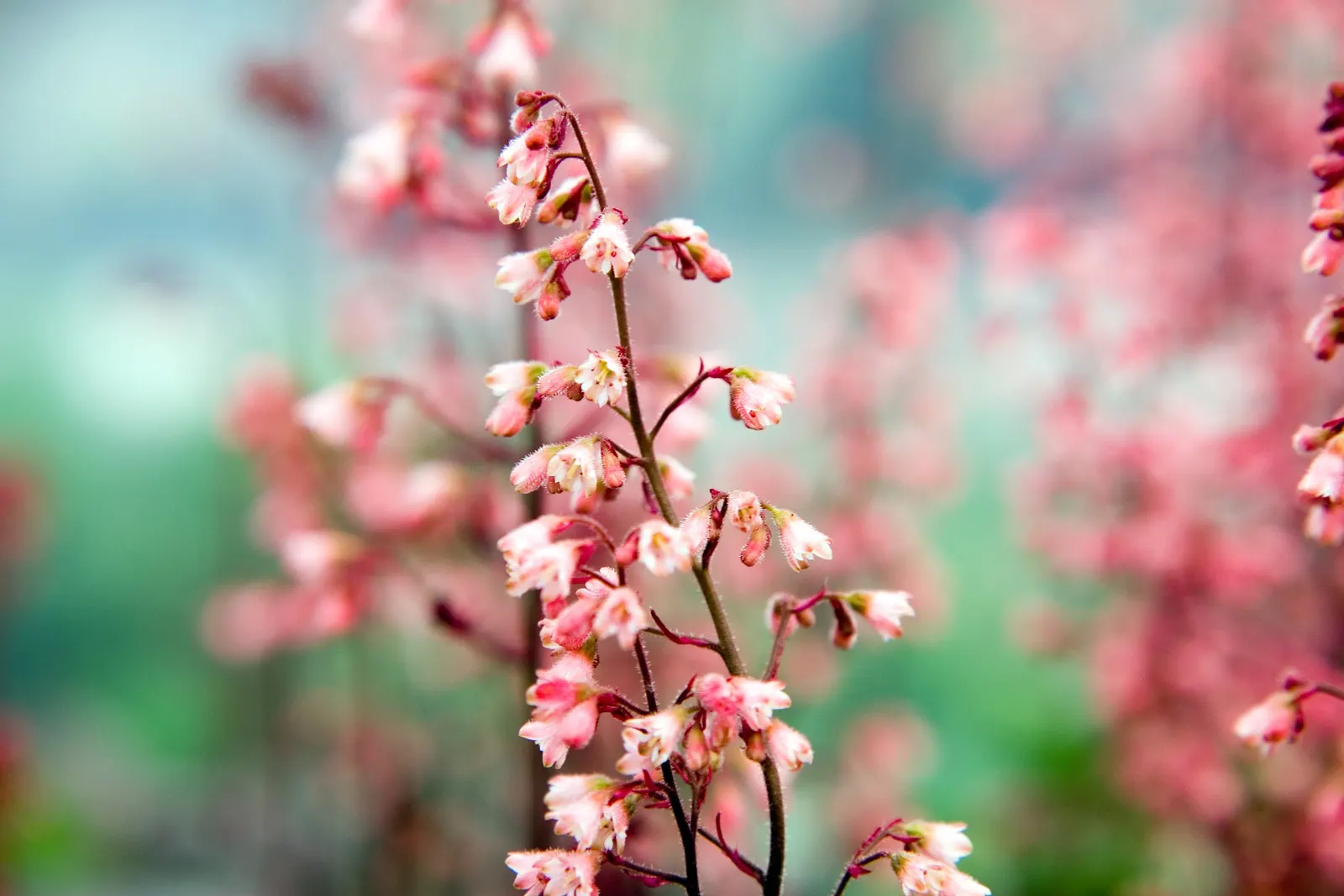 American Alumroot (Heuchera Americana) — which may reach up to 24 inches in height